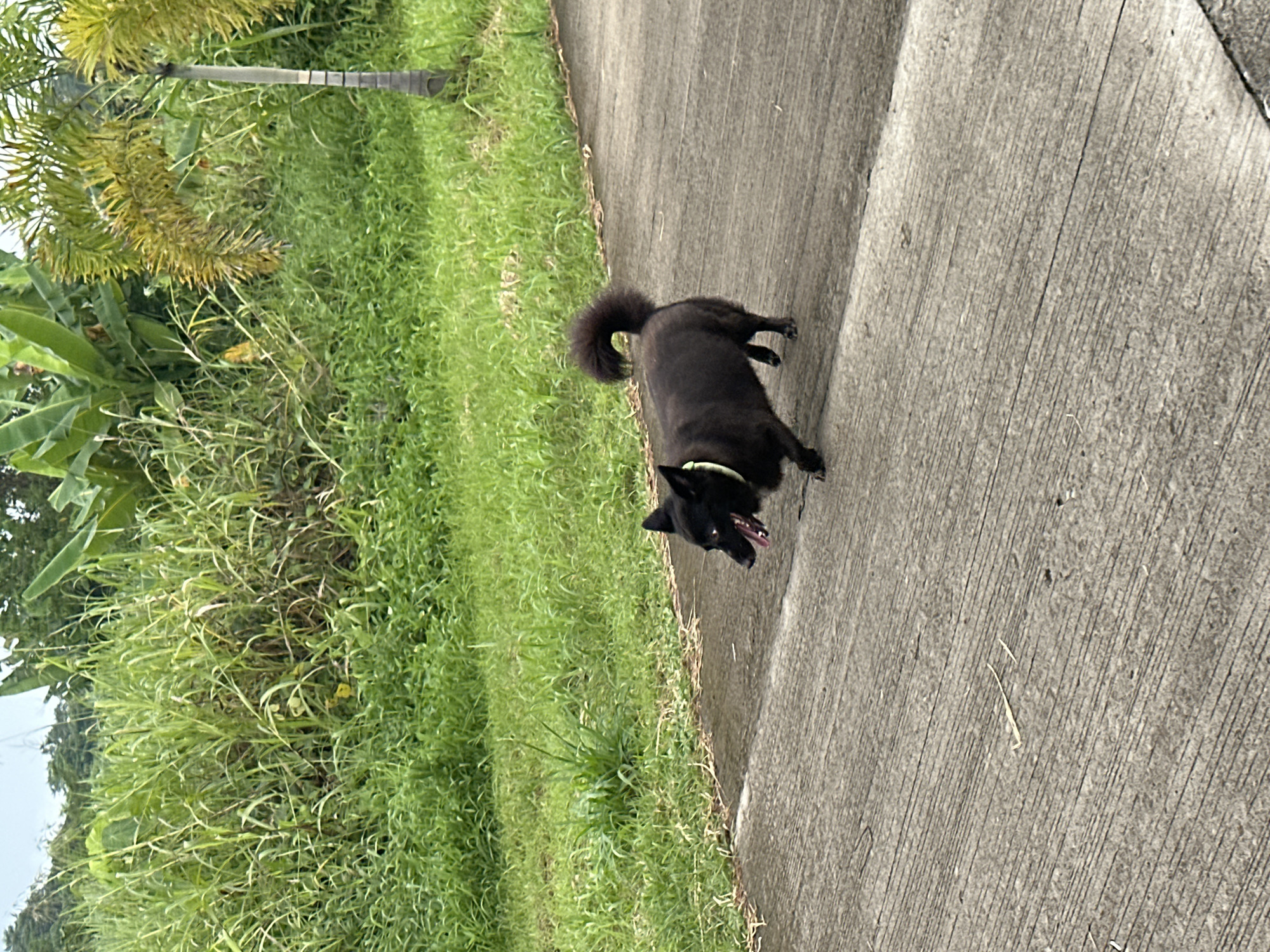 A medium shot shows a black dog with a fluffy, curled tail walking on a paved surface. The dog is facing to the left, with its mouth open and tongue visible, suggesting it is panting or excited. It is wearing a light-colored collar. The paved surface appears to be a pathway or sidewalk.
In the background, there is lush green vegetation, including tall grasses, broad-leafed plants, and palm trees. The scene suggests an outdoor environment, likely in a tropical or subtropical region. The lighting indicates it is daytime, with some shadows cast on the pavement.
The location is identified as Davao City, Philippines. This context implies a warm climate with abundant greenery. The overall scene is natural and candid, capturing the dog in motion within its environment.