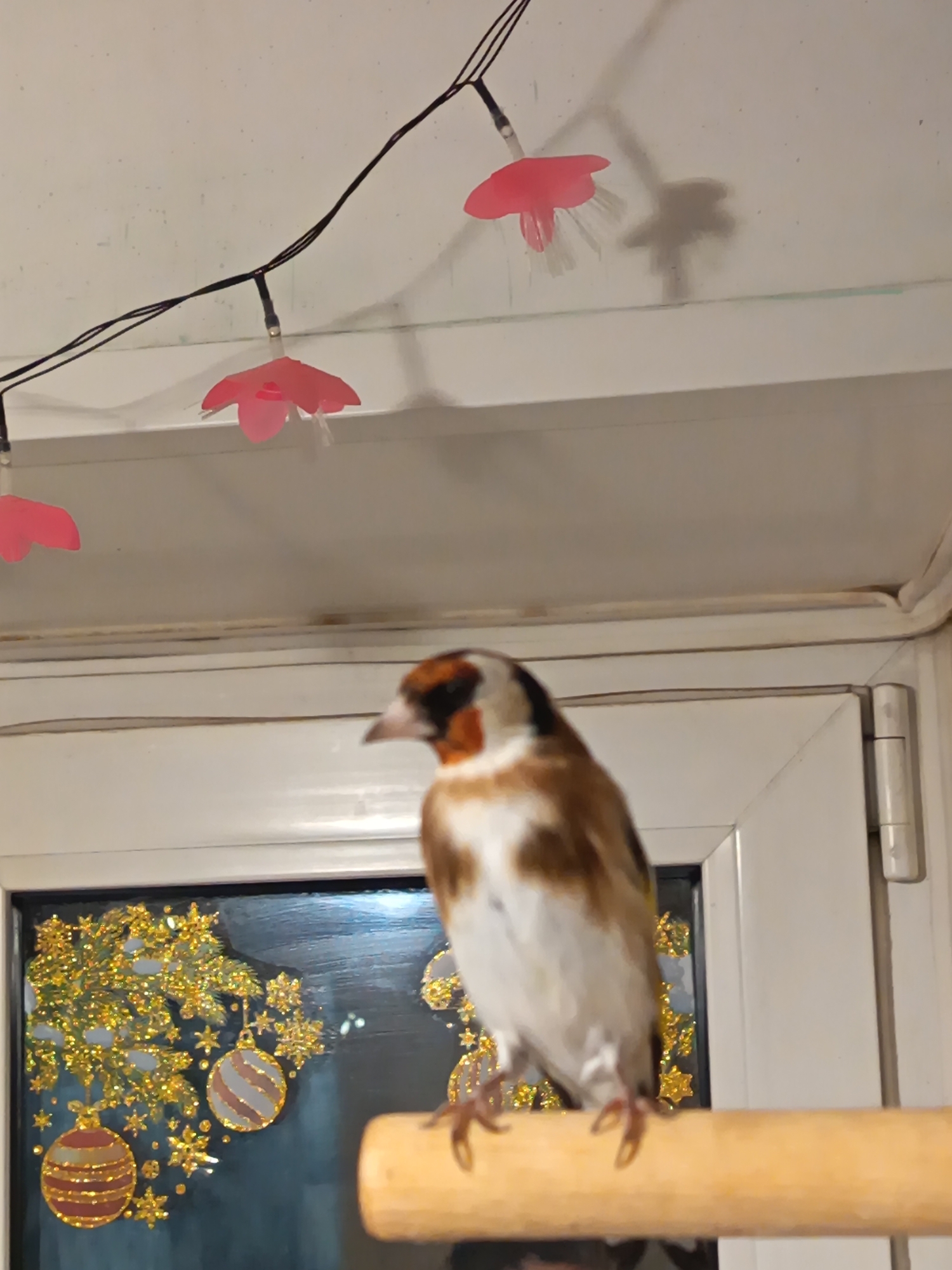A Eurasian goldfinch perches on a wooden dowel in front of a window with holiday decorations. The window is adorned with gold-colored decals depicting Christmas ornaments and snowflakes. A string of pink flower-shaped lights is visible above the window. The location is indicated as Nizhnevartovsk, Russia.