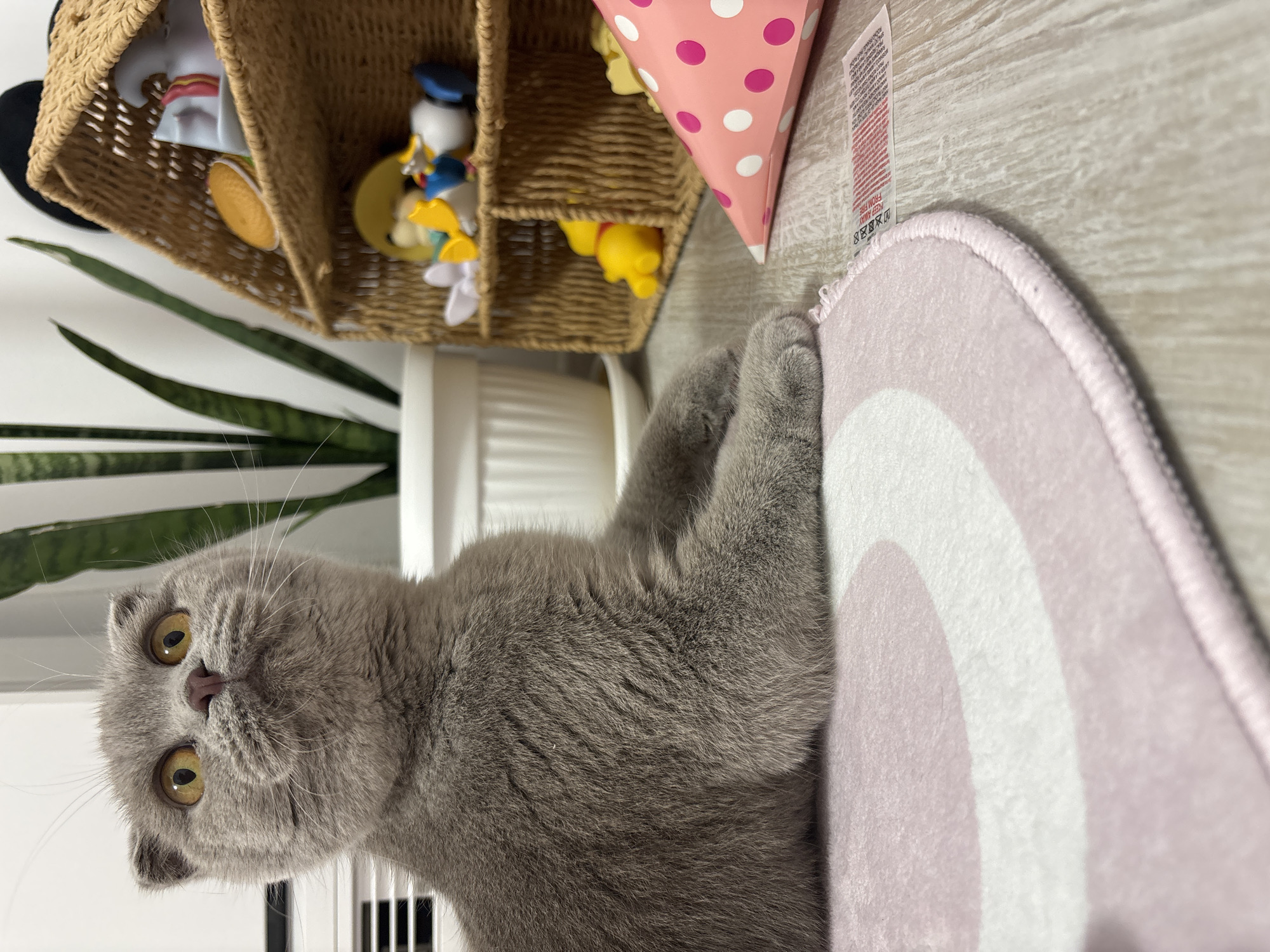 A gray Scottish Fold cat lies on a pink and white rainbow-patterned rug atop a light wood-grain surface. Above the cat, a woven basket with various toys, including Winnie the Pooh, Donald Duck, and other figures, is partially visible. A pink polka-dotted cone is situated beside the basket and rug. A tag is attached to the rug's edge. A tall, green plant is visible to the left of the basket. The location of the scene is Unknown, Unknown.