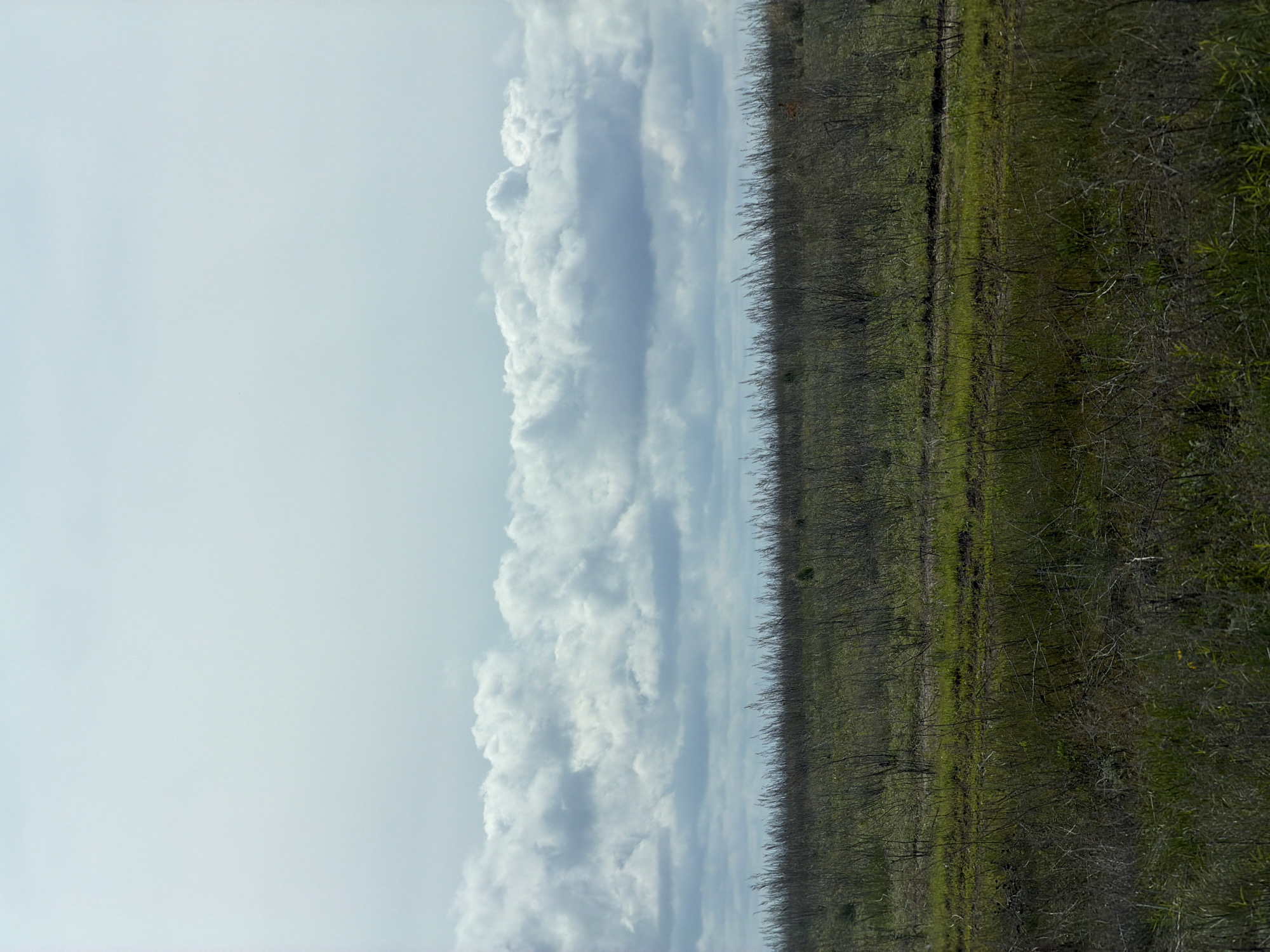 The image shows a landscape scene, likely in a rural area. The sky, which takes up a significant portion of the left side, is filled with a mix of light blue and white clouds. On the right side of the image, there is a field of green and brown vegetation. In the middle of the image, there is a row of thin, bare trees or shrubs. The image has been rotated. No people, subjects, objects, actions, or interactions are present, and the image location is outside Ternovka, Russia.