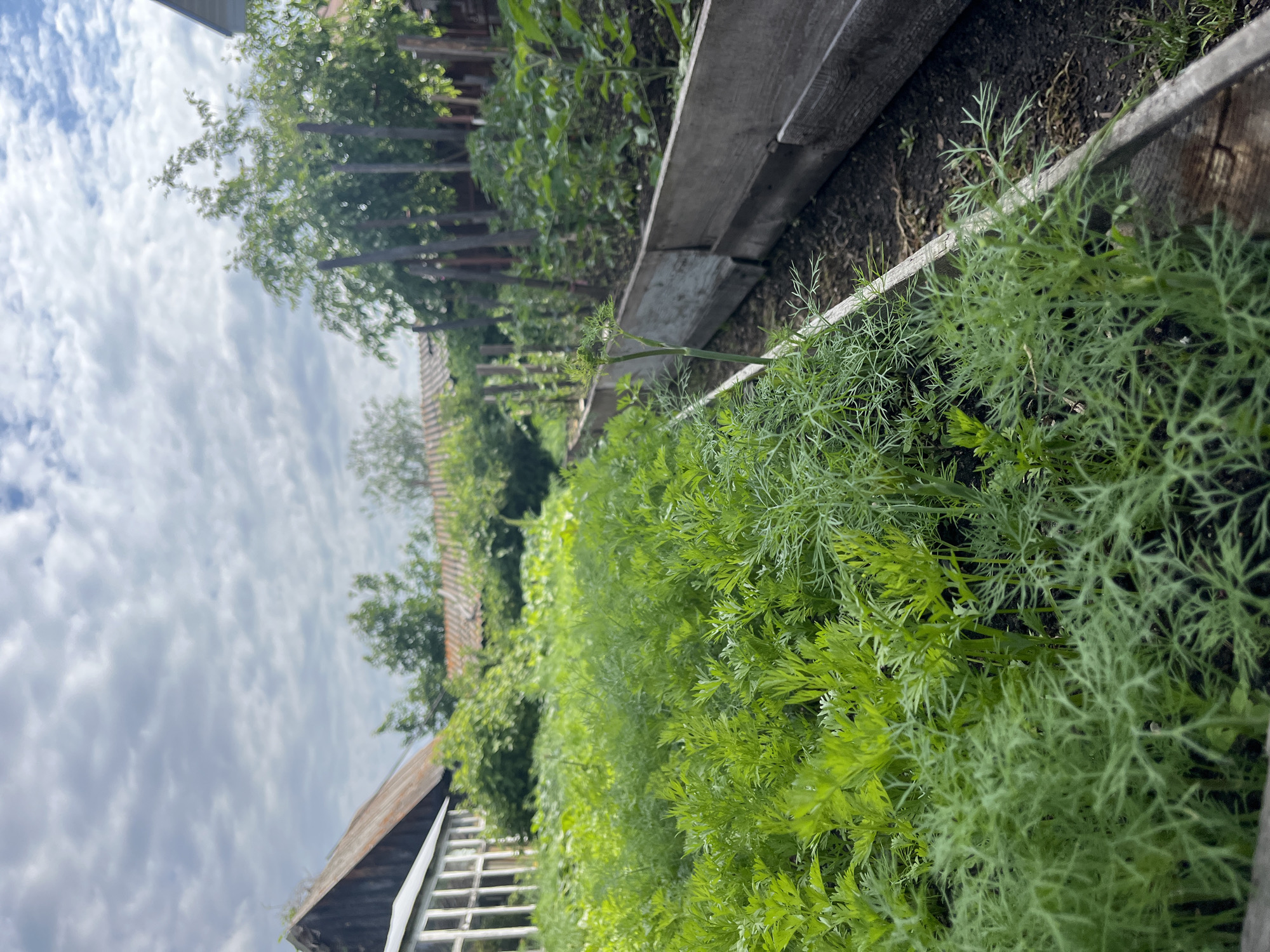 An outdoor, eye-level, medium shot captures a close-up view of a lush, green garden bed filled with dill and carrots. The garden is situated in an outdoor setting, possibly a backyard or allotment, in Shadrinsk, Russia. Wooden raised garden beds line the scene, containing rows of healthy, green plants. Beyond the garden, a wooden building with a rusty metal roof and a greenhouse structure with white window frames are visible. Trees and other vegetation create a natural backdrop. The sky above is partly cloudy with a mix of white clouds and blue sky. The overall scene conveys a sense of a thriving garden in a rural or semi-rural environment.