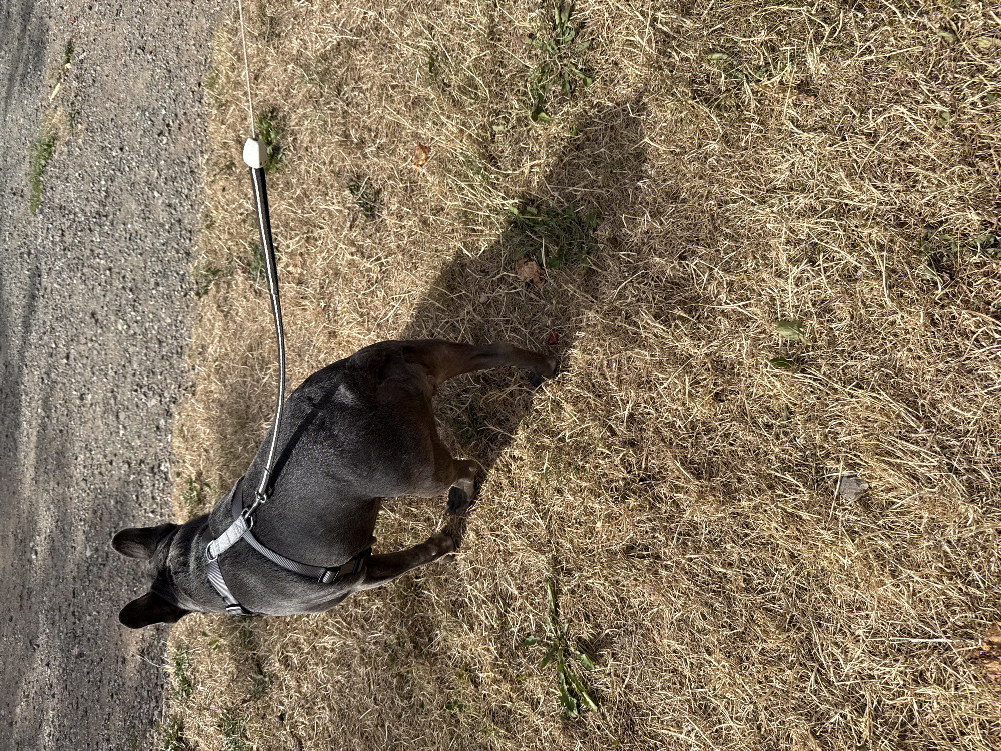 A French bulldog wearing a gray harness is being walked on a leash across a patch of dry, yellow grass. The dog is facing away from the camera and appears to be moving forward. The ground is a mixture of gravel and dry grass, with some small green plants interspersed. The sun is casting a shadow of the dog onto the ground. The scene is outdoors, likely in a park or natural area. The location is not specified beyond that it is in the city of Walkenried, Germany.