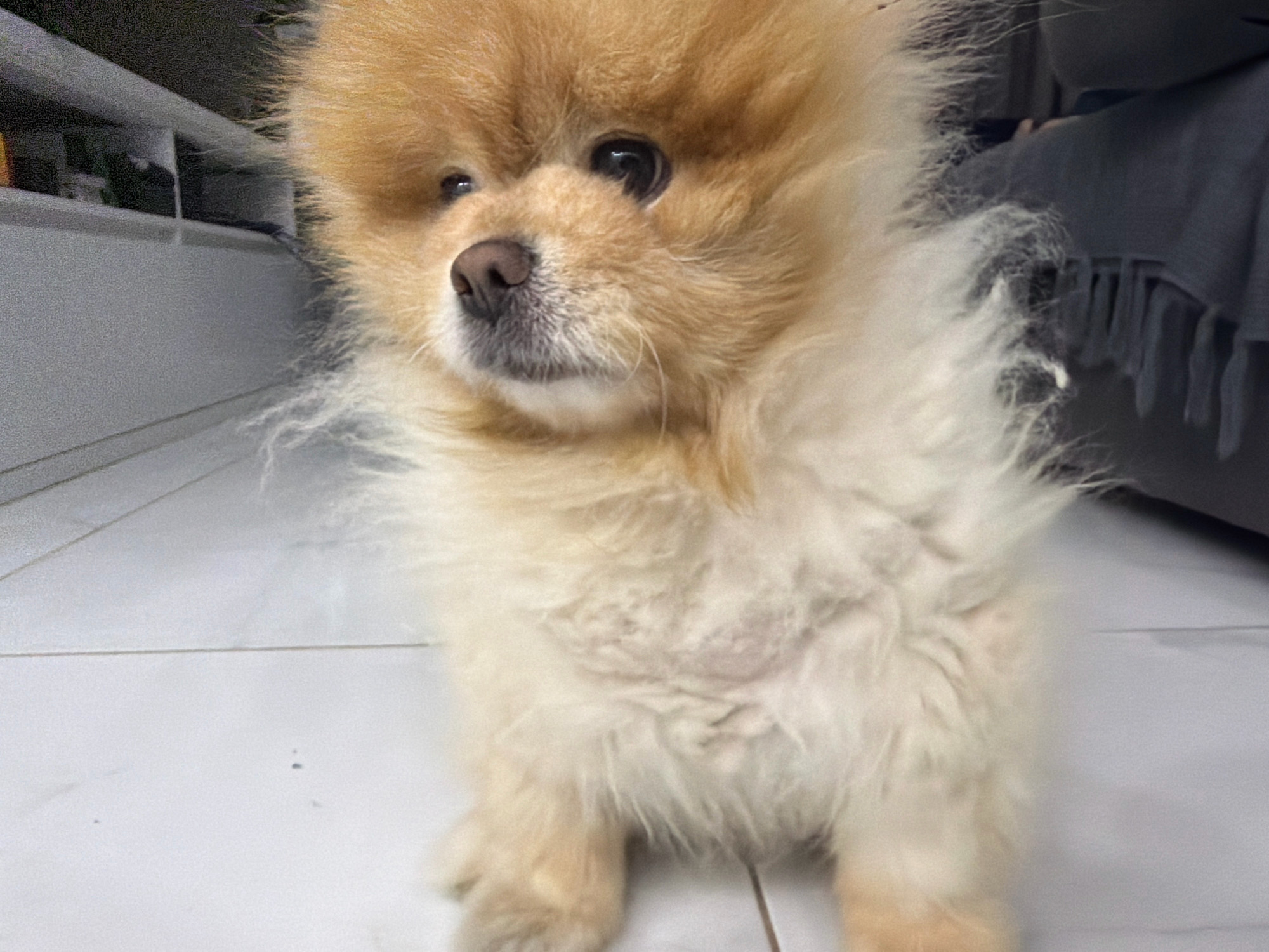 A Pomeranian dog with light brown and cream-colored fur sits on a light gray tiled floor. The dog is positioned centrally in the frame and is looking to its left. Its fur is fluffy and somewhat messy, with strands extending outwards. The background shows a blurry white shelving unit on the left and a dark gray draped object with fringe on the right. The scene appears to be indoors, possibly in a residential setting in Tbilisi, Georgia.