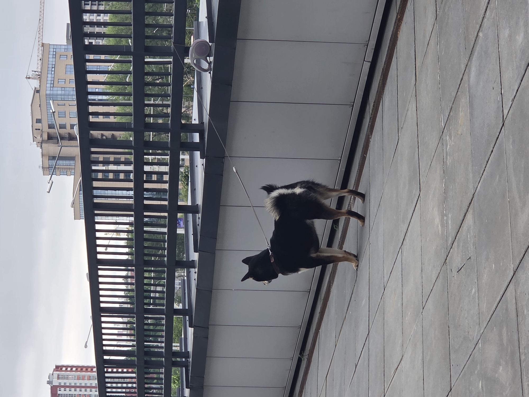 An elevated outdoor walkway or bridge provides the setting for a black and tan Shiba Inu-type dog. The dog stands in profile, facing left, with its back to the camera, on a surface of grey square tiles. It wears a dark collar and is attached to a thin, light-colored retractable leash, which extends to a grey and pink leash dispenser resting on a grey, vertically paneled wall or barrier to the right. A dark metal railing runs horizontally above this wall, separating the immediate foreground from the background cityscape. In the background, under an overcast sky, various buildings are visible, including a prominent red and white high-rise residential building on the far left, and a multi-story beige commercial-style building with blue-tinted windows on the right, partially obscured by a construction crane. Trees are visible between the railing and the distant structures. No people are present. The scene is located in the city of Unknown, Unknown.