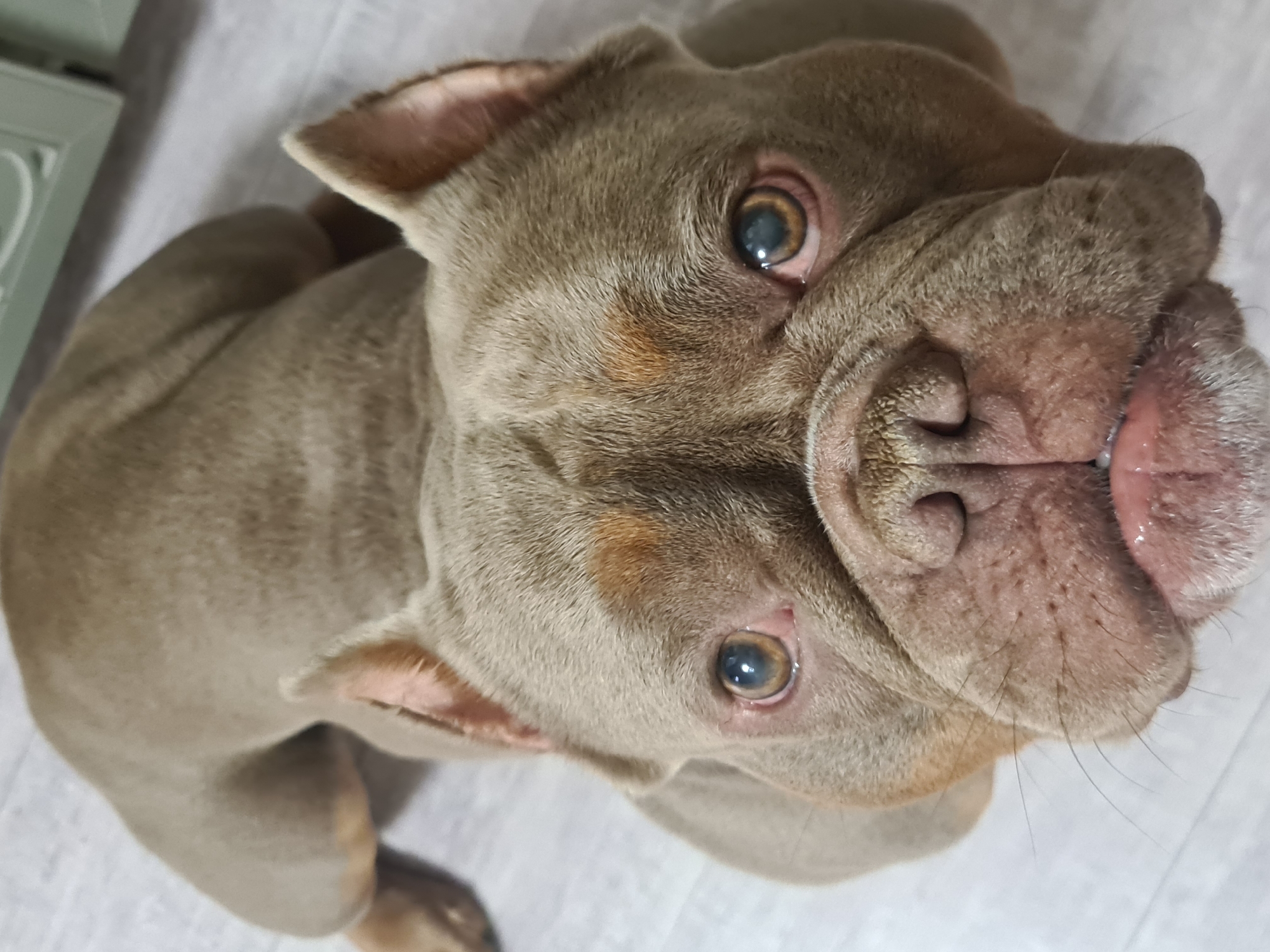 The image shows a close-up, overhead view of a light brown dog, possibly a pit bull or similar breed. The dog is lying down on a light-colored, textured surface, which appears to be a floor or blanket. The dog's head is tilted upwards, and its face is the primary focus of the image.
The dog has large, expressive eyes with a brown and blue coloration. Its nose is broad and wrinkled, with dark hairs protruding from it. The dog's mouth is slightly open, revealing some teeth and its pink tongue. The ears are floppy and appear to be lined with pink skin. The dog's fur is short and smooth, with some lighter brown markings around its eyes and on its cheeks.
The lighting in the image is soft and diffused, suggesting an indoor setting. There are no other subjects or objects prominently visible in the frame. The image is taken from a high angle, looking directly down at the dog. The overall impression is one of curiosity and attentiveness from the dog.