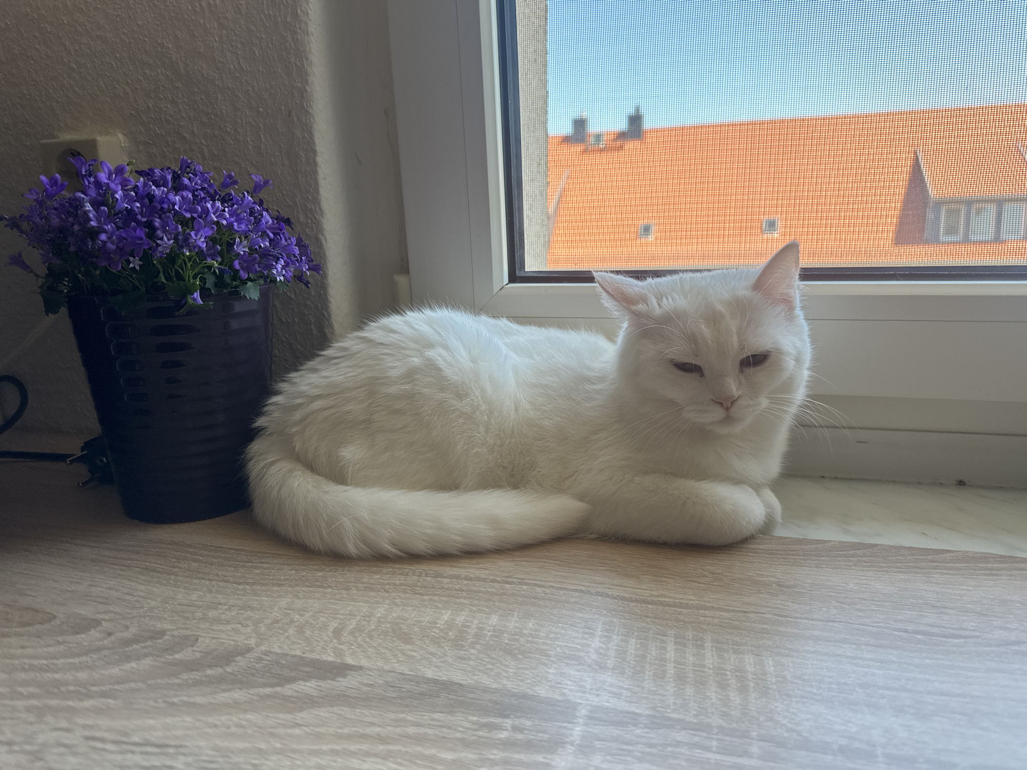 A white cat is lying on a wooden surface next to a pot of purple flowers. A window with a screen is behind the cat, revealing a view of a building with a red tile roof. The photo appears to be taken indoors in Arzberg, Germany, based on the architectural style of the building visible through the window.