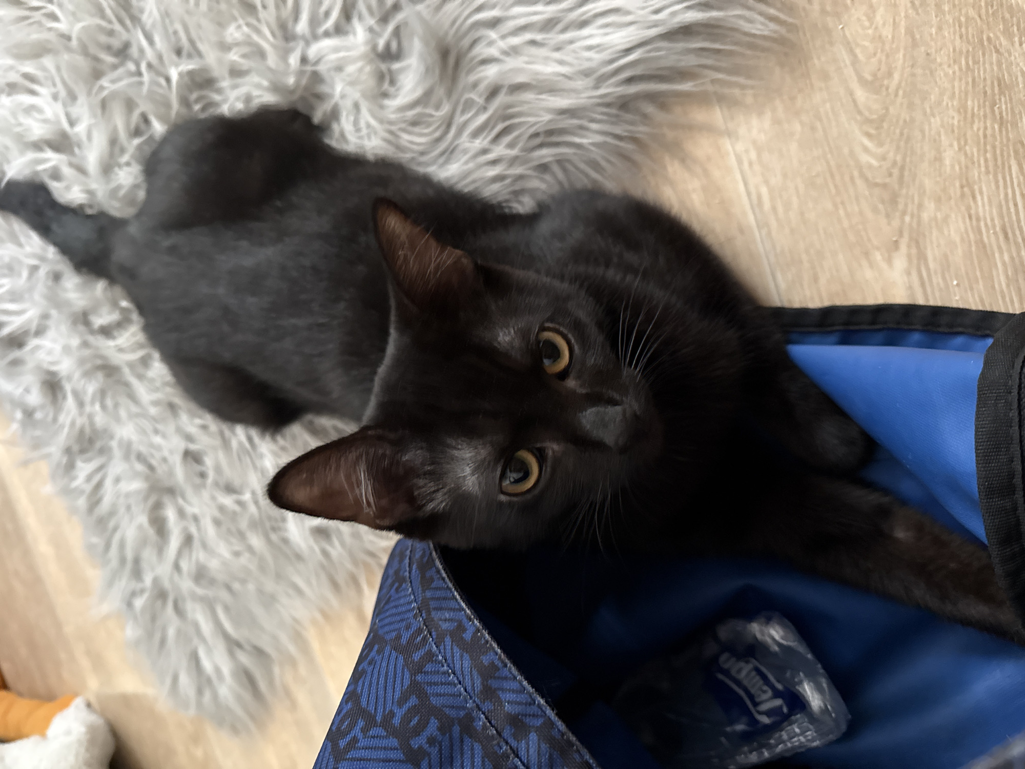 A black cat is positioned on a grey furry rug next to a blue bag on a wooden floor. The cat's front paws are inside the bag, and its head is visible, looking towards the camera. The bag contains a plastic bottle with the label "Tempo" visible. The scene is indoors. There are no people or any other animals present. The image does not provide any information about the location within the city of Eberswalde, Germany.