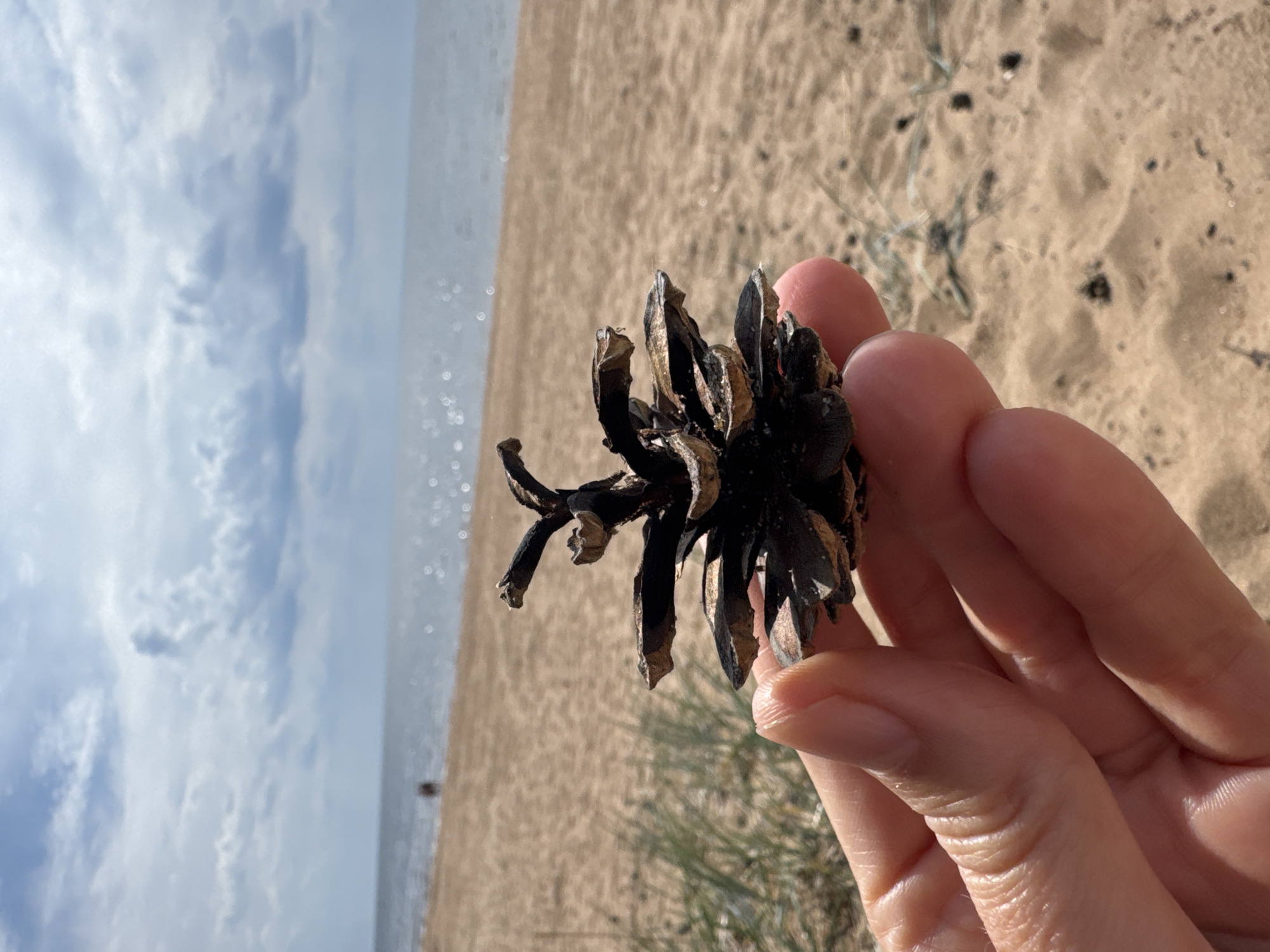 A close-up photograph depicts a human hand holding a dark, weathered pinecone against the backdrop of a sandy beach and a cloudy seascape. The hand, positioned in the lower center, grasps the open pinecone, showcasing its splayed, dark brown scales. The foreground features light brown sand with minimal sparse green plant life and scattered small dark debris. The mid-ground transitions to a broad expanse of water, reflecting the sun with numerous shimmering points of light. A single, distant human figure is faintly visible near the water's edge on the beach. The upper portion of the image reveals a partially overcast sky with grey and white clouds. The scene is located in Zelenaya Roshcha, Russia.