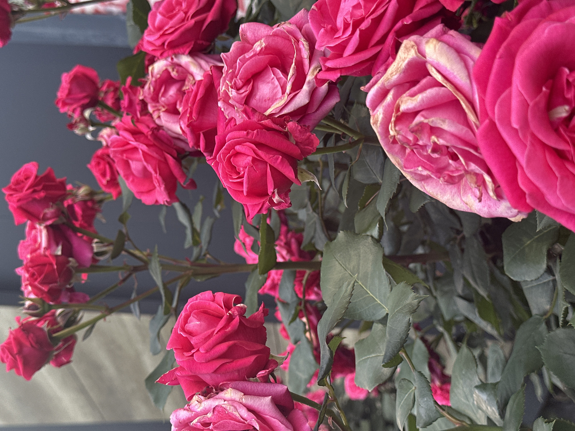 A close-up image showcases a dense cluster of vibrant pink and magenta roses, likely in a garden setting in Sofia, Bulgaria. The frame is filled with numerous blossoms and their accompanying dark green foliage. Many of the roses are in full bloom, displaying intricate layers of petals, while others appear as tighter buds or slightly past their prime, with some outer petals showing subtle browning and fading at their edges.
The flowers exhibit a rich color palette, ranging from deep magenta to softer pinks. They grow on thorny stems, partially obscured by the voluminous leaves. The perspective is angled, looking slightly upwards into the rose bush. The background is out of focus, rendered in muted shades of grey, suggesting a wall, building, or distant elements that create a soft, unobtrusive backdrop, allowing the roses to be the sole focal point.
The lighting appears natural and soft, illuminating the flowers and leaves without harsh shadows, indicative of daytime conditions. There is no specific activity or event occurring, with the image serving as a static portrayal of floral beauty. No text is visible in the frame. The overall impression conveyed is one of natural splendor and the delicate lifecycle of garden roses.