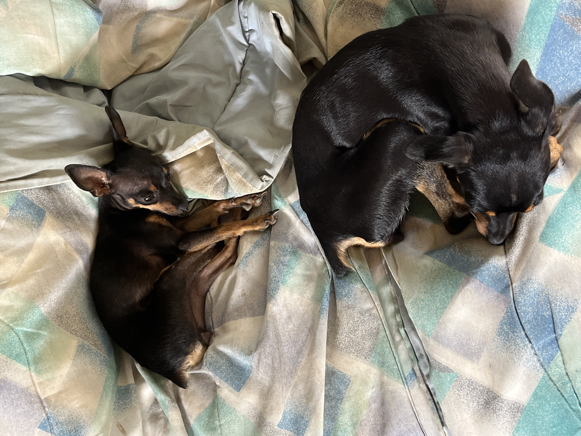 The image shows two small, black and tan dogs sleeping on a bed with a patterned blue, green, and white duvet. The dogs are curled up together. The top dog is facing left and appears to be a Miniature Pinscher, with its head resting on the duvet and one ear perked up. The bottom dog is curled into a ball, with its head tucked under its body. The duvet has geometric patterns of diamond and square shapes. The scene is indoors. The image does not contain any identifiable landmarks or clues that would indicate its location in Juan Griego, Venezuela.