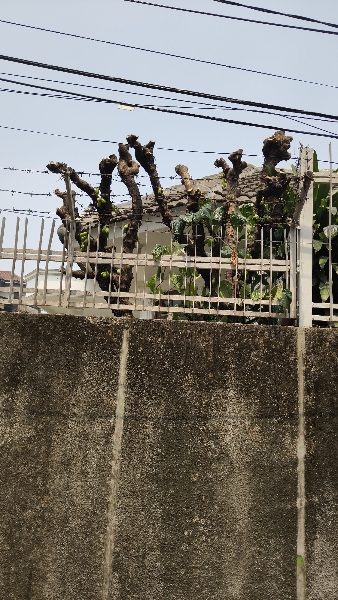 The image depicts a view of a residential area in South Jakarta, Indonesia, showing a concrete wall in the foreground, a metal fence with barbed wire above it, and several trees with pruned branches. Behind the fence, tiled roofs and parts of houses are visible. Electrical wires crisscross the sky. The scene is outdoors, with clear weather conditions.