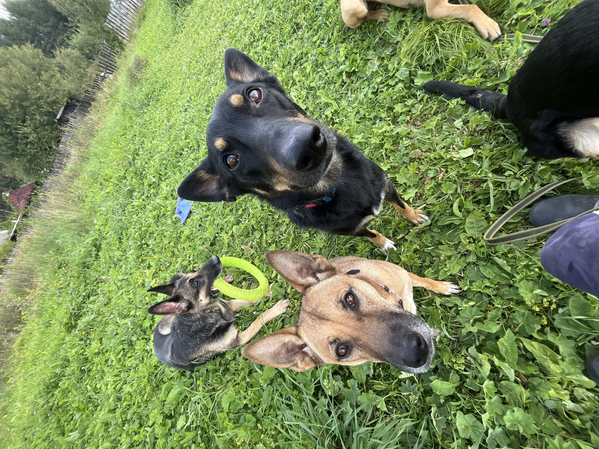 The image depicts three dogs on a grassy area, likely a yard, in what is identified as Nizhny Tagil, Russia. The dogs are a German Shepherd mix, a tan dog with erect ears, and a black and tan dog lying down. The German Shepherd mix in the background is holding a bright yellow ring toy in its mouth. The tan dog is looking directly at the camera. The black and tan dog is partially visible at the bottom of the frame, with its tail pointing upwards. The environment is characterized by lush green grass and some sparse wildflowers. In the background, a wooden fence and trees are visible, suggesting a rural or semi-rural setting within the city. The perspective is from a low angle, as if the photographer is sitting or kneeling.