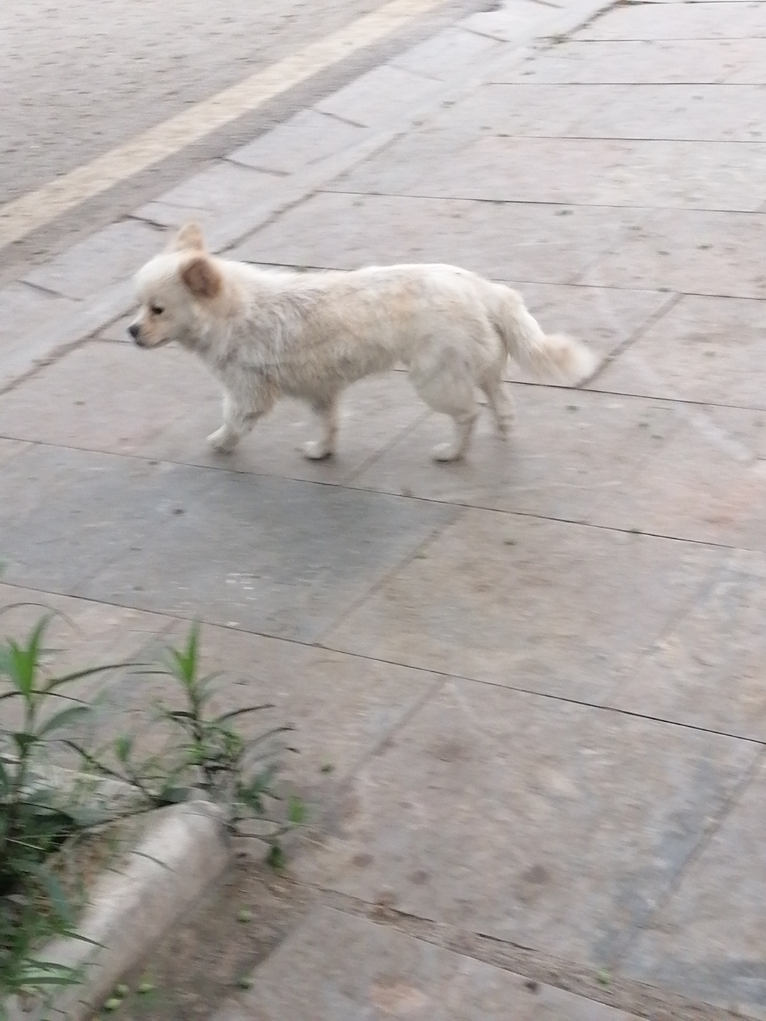 The image shows a small, light-colored dog walking on a concrete sidewalk in Ha Tu Ward, Vietnam. The dog has short legs and a fluffy tail. In the lower left corner of the image, there are green plants growing near the edge of the sidewalk. The sidewalk is composed of large, rectangular concrete slabs. A paved street runs alongside the sidewalk.