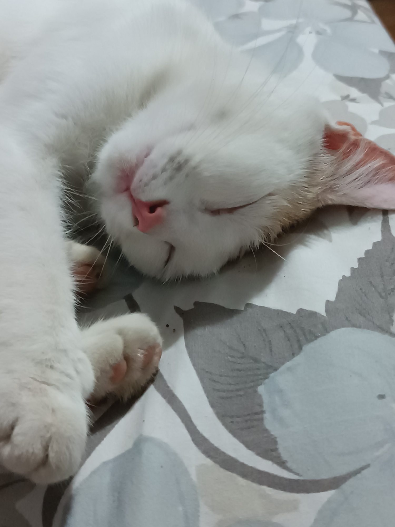 A close-up, high-angle shot captures a white cat sleeping on a patterned surface. The cat is predominantly white with some faint tan markings on its ears and a pink nose. Its eyes are closed, and its head is tilted, resting on its side. One of its front paws is visible, with pink paw pads. The background is a light-colored fabric with a repeating pattern of abstract shapes in shades of gray and blue, resembling large, soft-edged leaves or clouds. The scene appears to be indoors, on a bed or sofa. There are no people or other animals visible. The image is likely taken in a residential setting. No specific location in Viadana, Italy can be determined from the image.