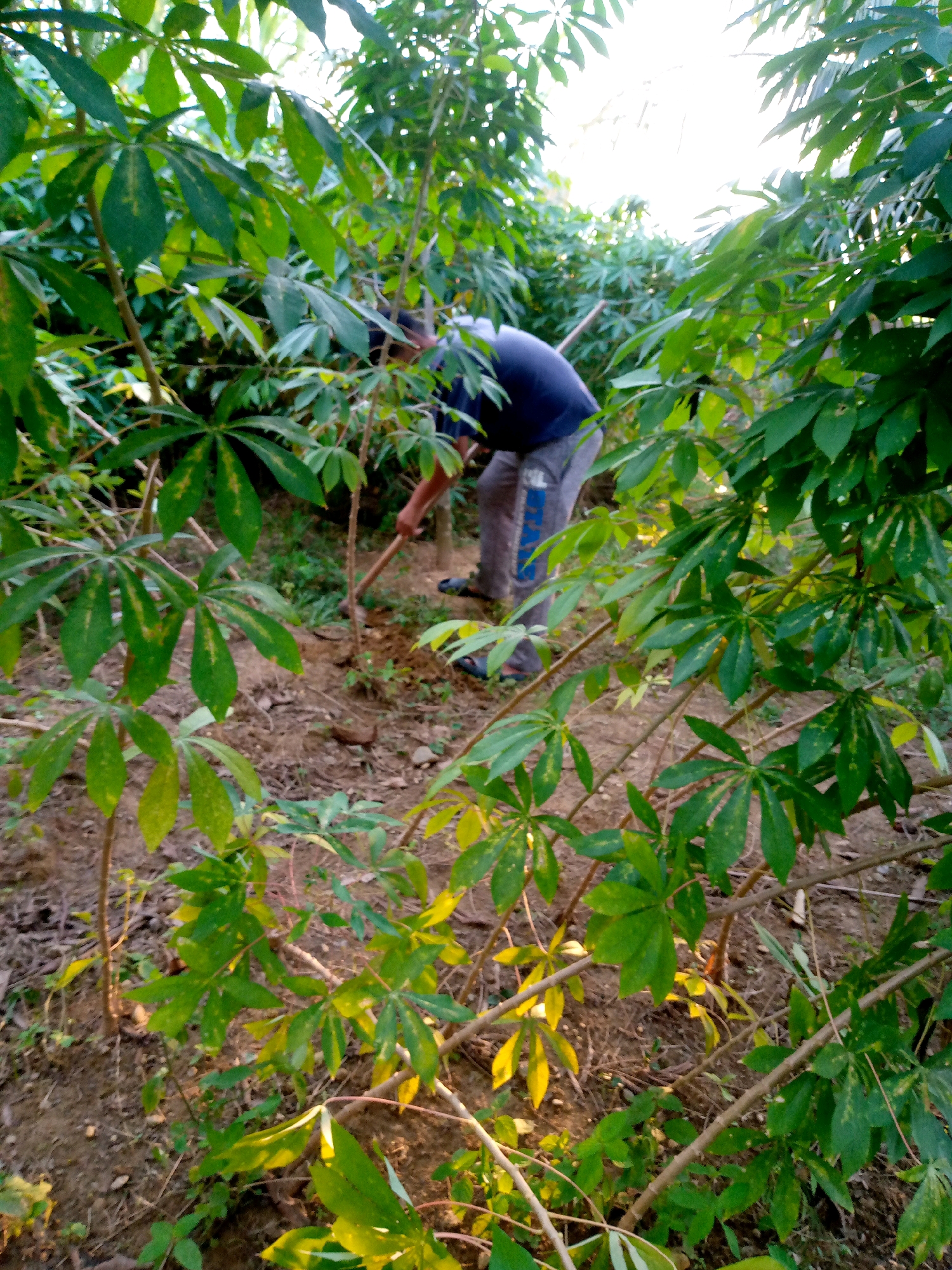In Kutaglumpang, Indonesia, a person is digging in a field surrounded by cassava plants. The person, wearing a dark blue shirt and grey pants, is using a shovel to till the soil. The cassava plants are lush with green leaves, some showing signs of yellowing. The ground is dry and brown, with scattered dry leaves and twigs. The scene is illuminated by natural light, suggesting it is daytime.