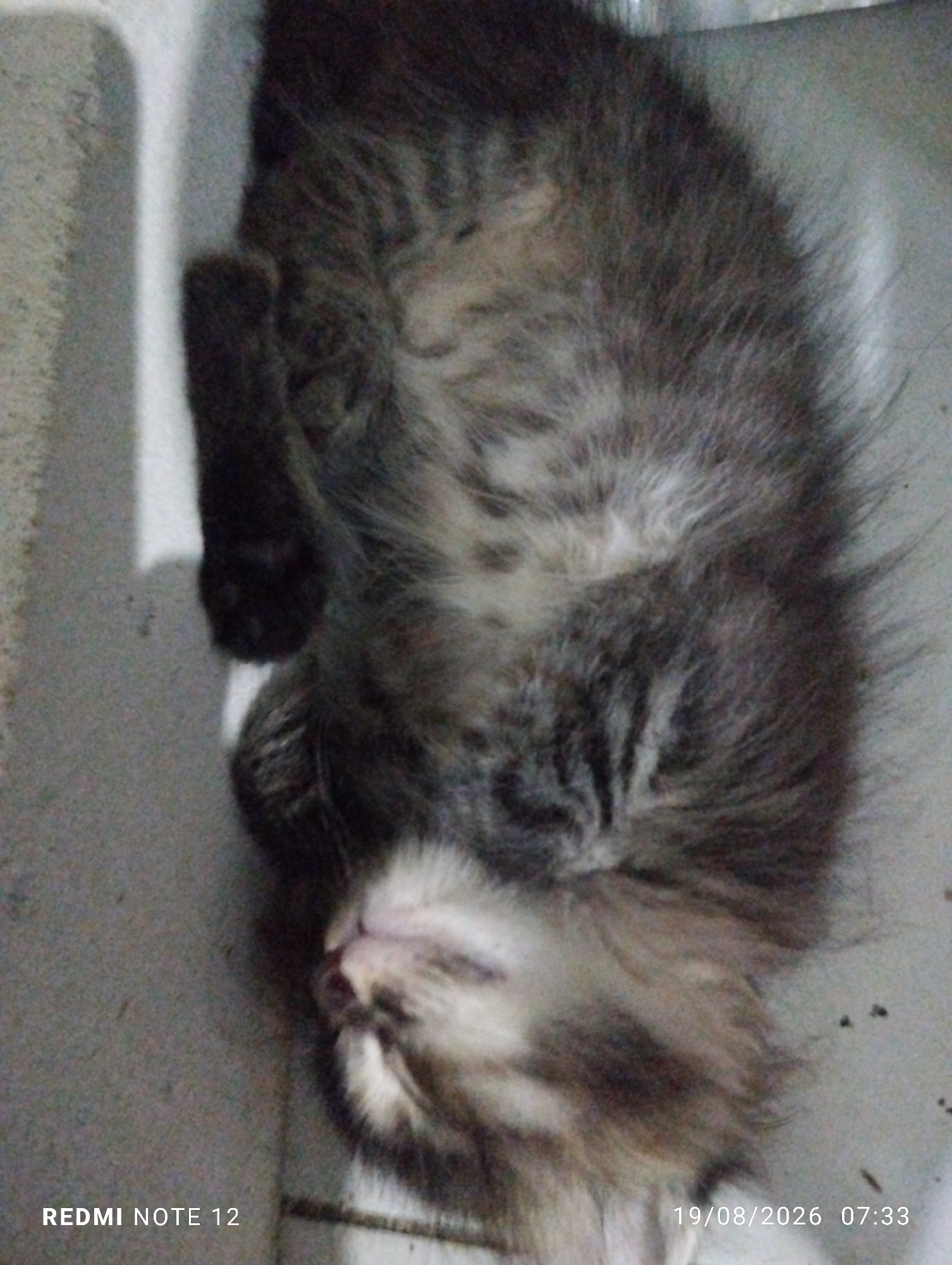 An overhead, low-light, slightly blurry image shows a kitten curled up asleep on a gray, textured surface. The kitten has gray and brown tabby markings and appears to be sleeping on its back, with its face turned to the side. The surface beneath the kitten is indistinct but seems to be a floor or a flat surface. The bottom left corner of the image contains white text that reads "REDMI NOTE 12" and the bottom right corner contains white text that reads "19/08/2026 07:33". The image has not been geotagged, and therefore its location within the city of Bekasi, Indonesia, cannot be determined.
