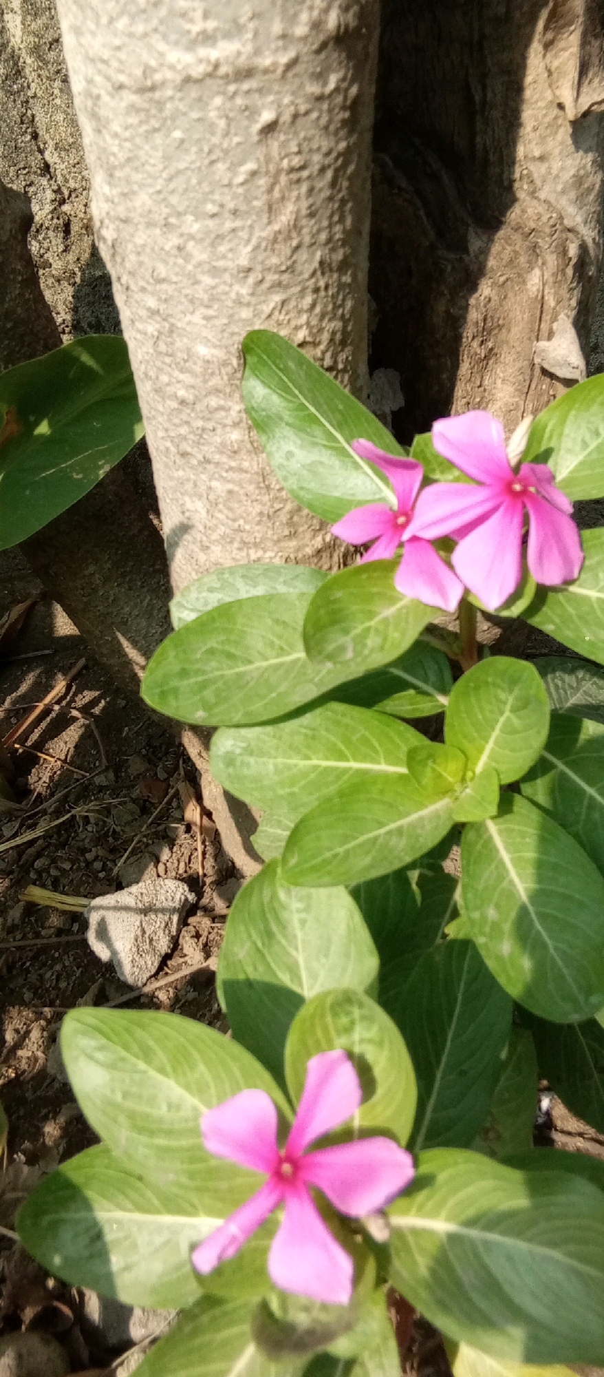 The image captures a close-up view of a plant with vibrant pink flowers and green leaves, set against the textured bark of a tree trunk and the dry, earthy ground. The lighting suggests it is daytime, with shadows cast by the leaves and trunk. The scene appears to be outdoors, likely in a garden or natural setting within Kediri City, Indonesia. There are no people or animals visible in the frame. The focus is on the delicate structure of the flowers and the lushness of the foliage, contrasted with the rough surface of the tree.