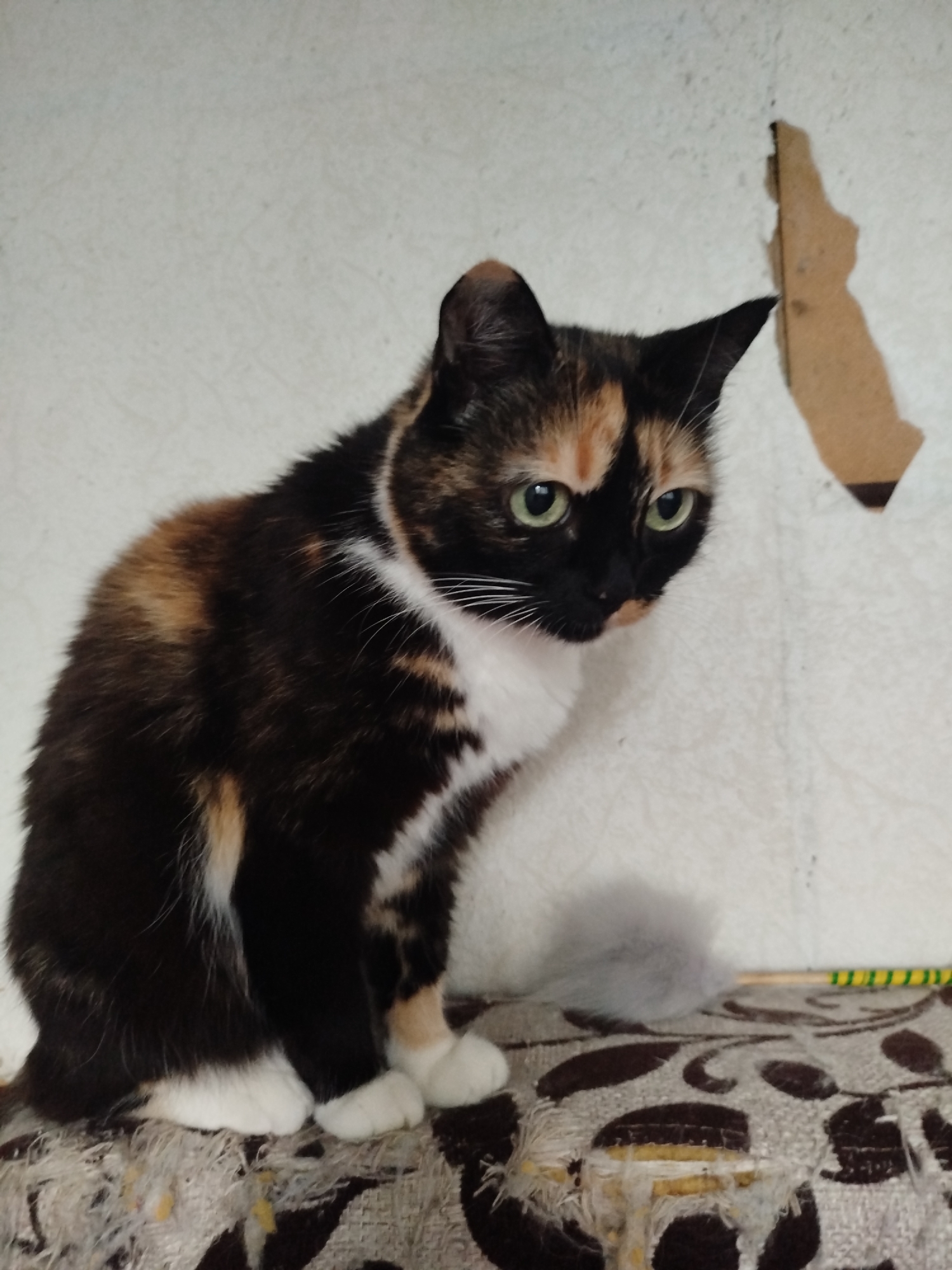 An adult calico cat with green eyes is sitting on a damaged, patterned sofa. The cat is predominantly black with patches of orange and white. Its front paws are white, and its tail is fluffy and grey. The background is a textured, off-white wall with a damaged section that appears to be a tear or peeling paint. A portion of a yellow and green striped object is visible to the right of the cat. The image appears to be taken indoors.