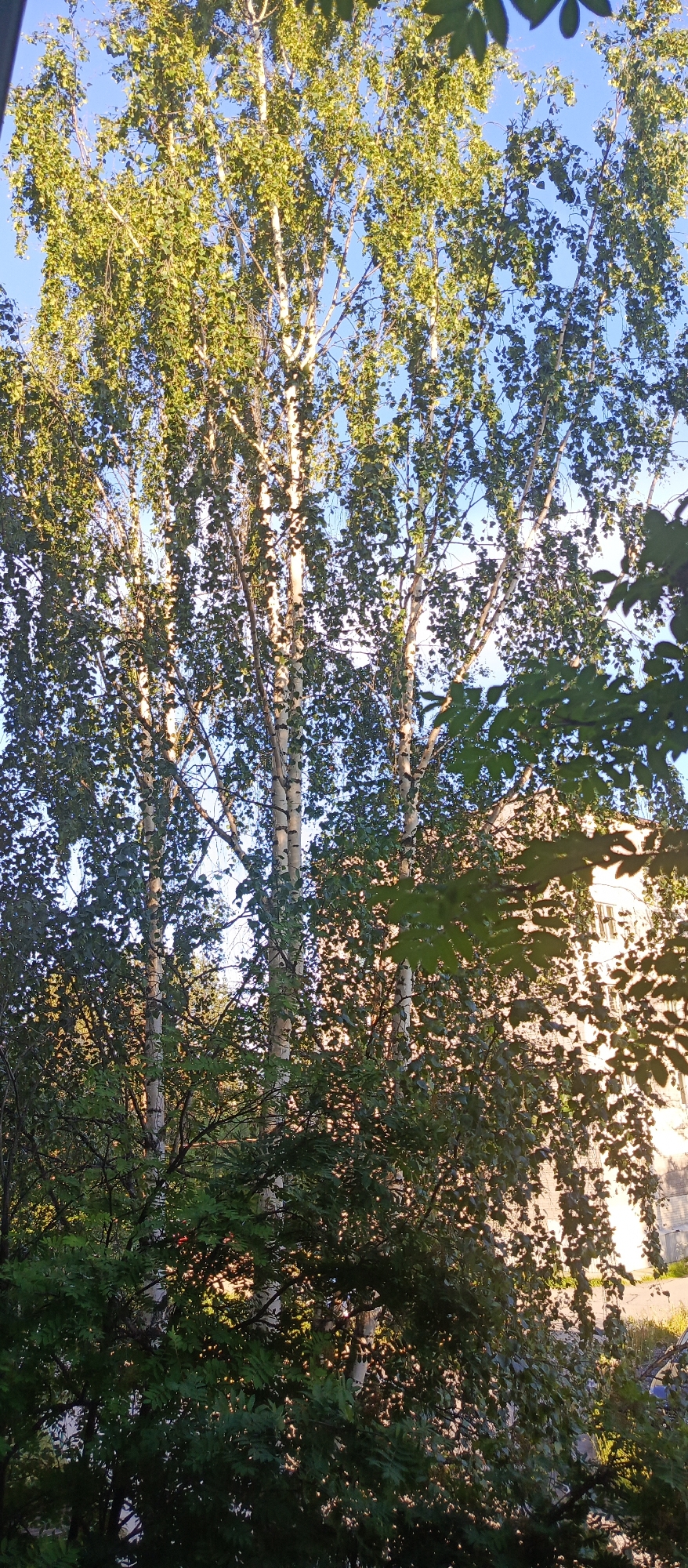 The image shows a close-up view of several tall birch trees with white trunks and green leaves, set against a bright blue sky. Sunlight filters through the leaves, creating dappled patterns. In the background, a building with a light-colored facade and windows is partially visible, partially obscured by foliage. The scene is suggestive of an urban environment, possibly in Polarnie Zori, Russia, given the presence of birch trees and a building. There are no people or specific actions depicted.