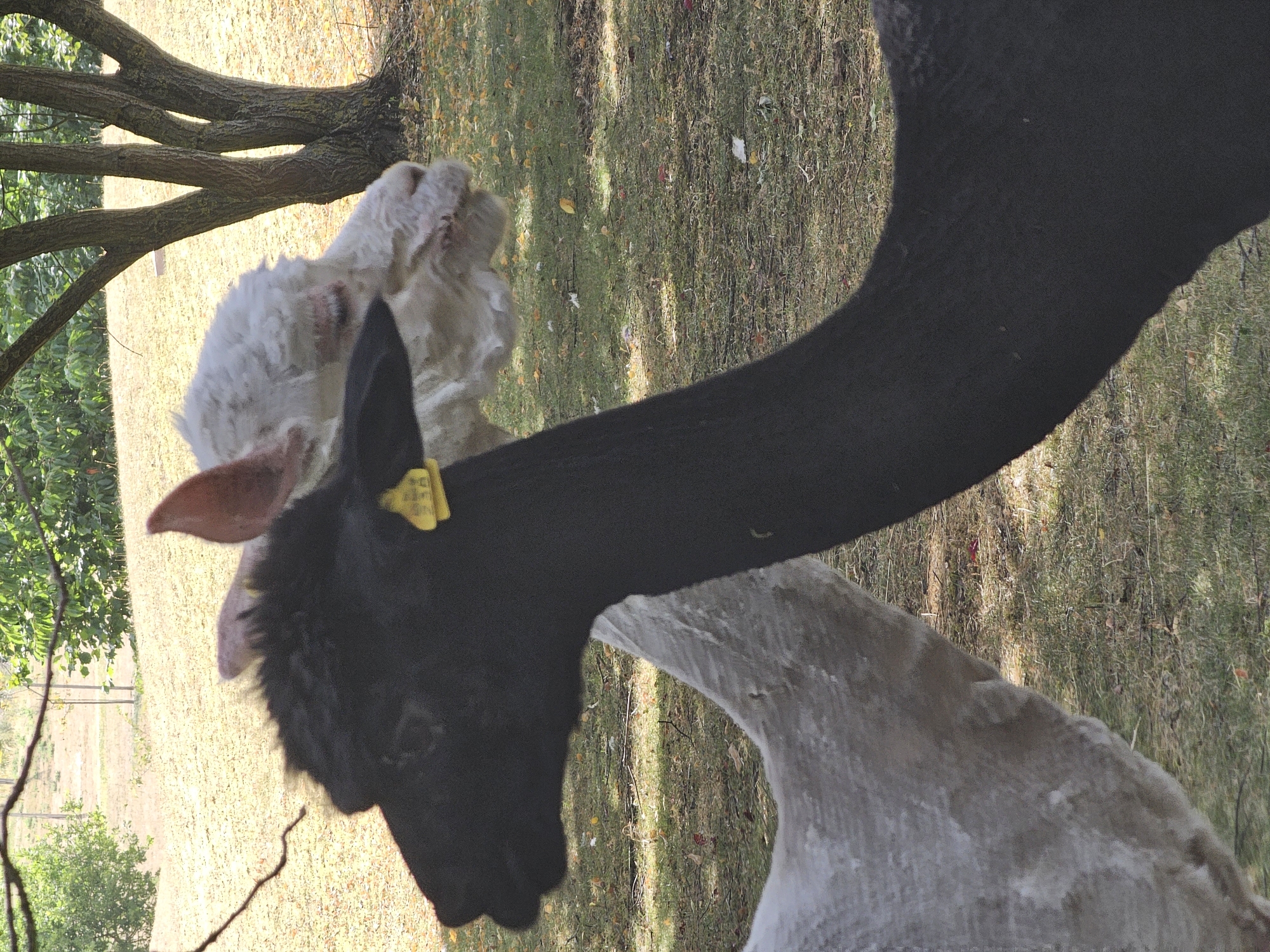 Two alpacas are positioned in an outdoor grassy area. The alpaca in the foreground is black and faces to the left, with its head and neck prominently displayed. A yellow tag is visible on its ear. Behind it, a white alpaca is partially visible, facing towards the right and looking downwards. The background consists of dry grass, fallen leaves, and trees with visible branches. The overall lighting suggests a daytime scene. The location is not specified in the image.