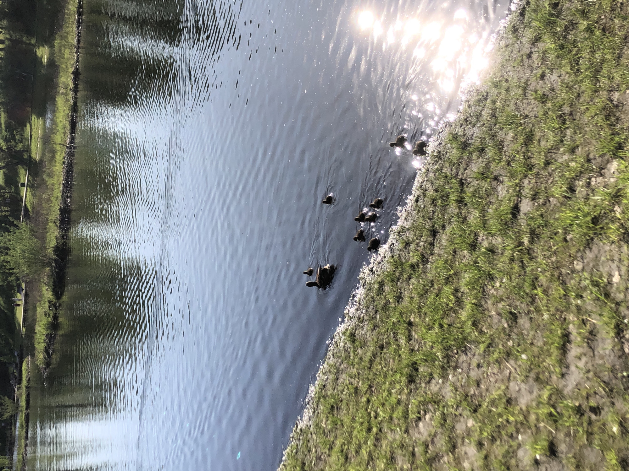 This image, taken in Krasnoyarsk, Russia, captures an outdoor scene featuring a body of water, likely a lake or pond, under bright sunlight. The image is oriented vertically but depicts a horizontal landscape.
The primary subjects are a family of ducks, consisting of one adult duck and at least six ducklings, all swimming in the clear water. They are positioned relatively close to the near bank of the water.
The scene is set during the daytime, characterized by intense sunlight reflecting off the water surface, creating shimmering highlights and a strong glare in the upper right portion of the frame. The water shows ripples, indicating a light breeze. The nearest bank is sparsely covered with green grass and visible soil, while the opposite bank, further across the water, features a denser line of green trees and vegetation. Reflections of these distant trees are visible on the water. The overall impression is one of a peaceful, natural environment. There is no visible text in the image.