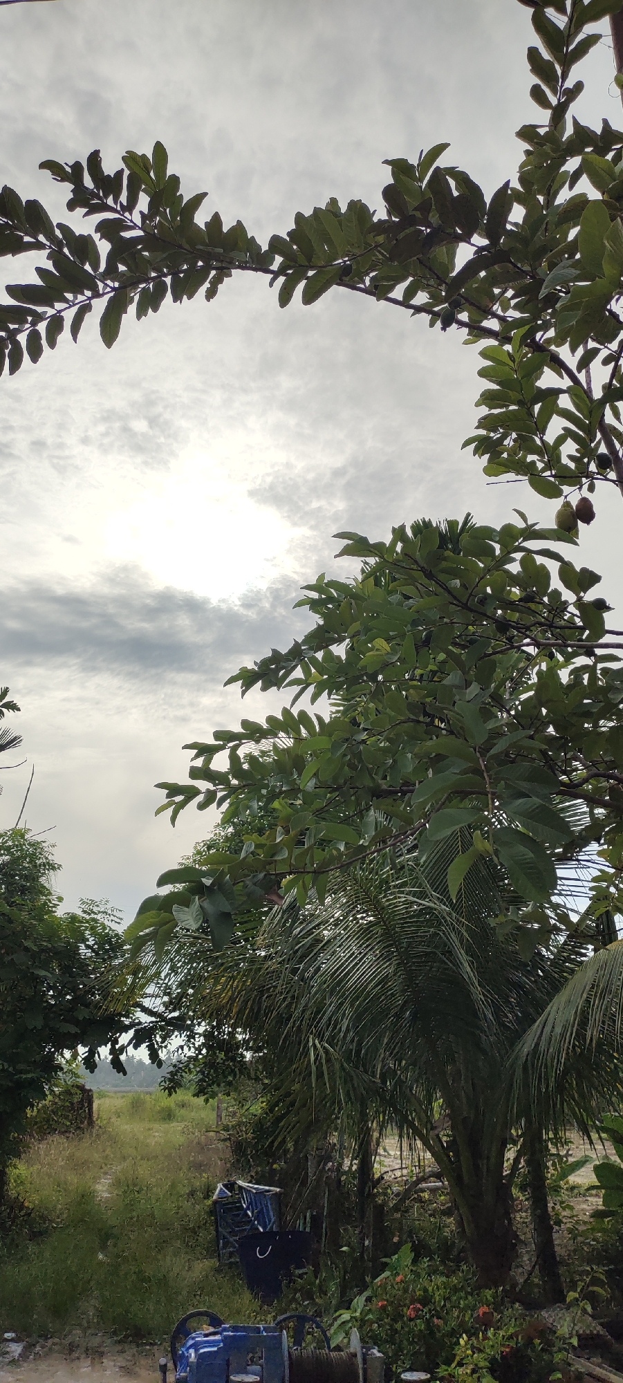 The image depicts an outdoor scene, possibly in Lhokseumawe, Indonesia, characterized by lush vegetation and a cloudy sky. In the foreground, a path is visible, partially covered by overgrown grass and vegetation. On the right side of the path, a blue mechanical device, possibly a winch or a pump, is situated. Behind the device, a cluster of green plants with red flowers is present.
Further back, various trees dominate the landscape. A prominent coconut palm tree stands on the right, its fronds reaching towards the sky. To the left of the coconut palm, other trees with dense green foliage are visible. Branches of a leafy tree, possibly a guava tree given the small green fruits attached to some branches, extend across the upper portion of the image, framing the sky. The sky itself is overcast with diffused sunlight breaking through the clouds, creating a bright area in the upper center.
In the middle ground, a narrow dirt path leads into the distance, disappearing into more greenery. A blue tarp or covering is visible near some stacked blue structures, suggesting possible stored materials or equipment. The overall environment appears rural or semi-rural, with a focus on natural elements and a sense of a slightly unkempt but vibrant landscape. The lighting suggests it is daytime, possibly morning or late afternoon due to the diffused light. No people are visible in the scene.