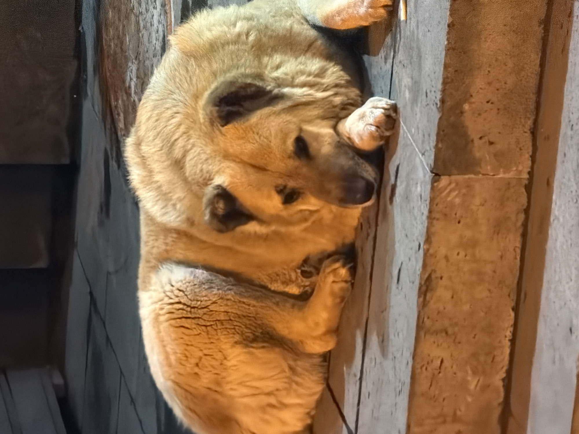 A large, tan-colored dog with dense, shaggy fur and distinct dark ear tips rests on an elevated, light-grey concrete step. Its head is lowered, supported by its right forepaw, with eyes appearing partially closed. The immediate foreground features a lower concrete level composed of light-colored tiles, showing visible seams and localized patches of dampness. A single white cigarette butt is present on this lower level, positioned adjacent to the dog's front paws towards the right side of the image frame. The scene is illuminated by warm artificial light, indicating a nighttime, urban outdoor setting. The background is dark and indistinct. This image captures a street scene in Tbilisi, Georgia.