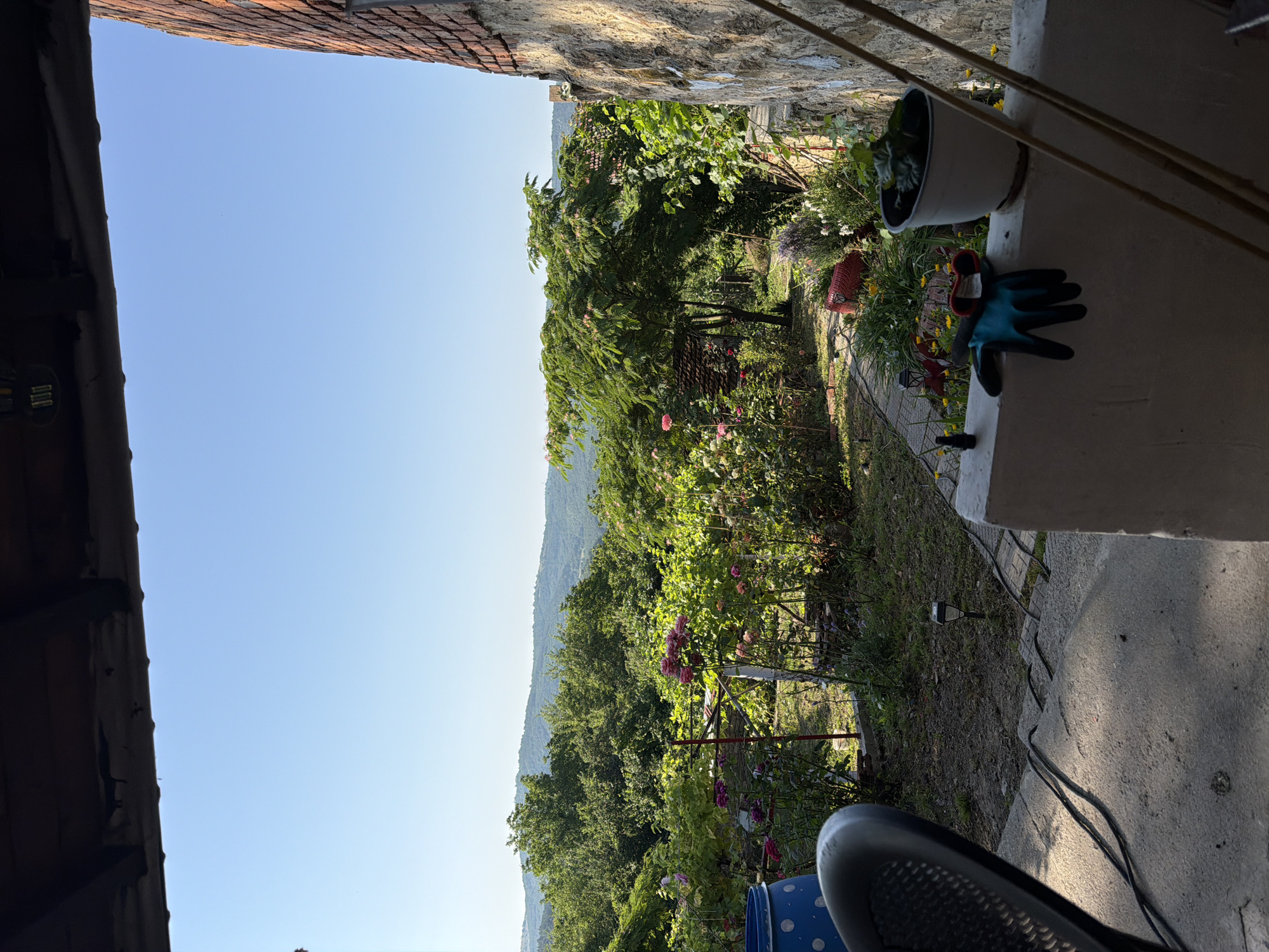 This image captures a garden scene in Gorno Pavlikene, Bulgaria. The foreground shows a concrete patio area with a black chair and some electrical cords. A white-painted low wall runs horizontally across the mid-ground, upon which rests a potted plant and a pair of blue gardening gloves. Beyond the wall, a vibrant garden is visible, featuring blooming pink roses and other flowering plants, as well as lush green foliage. In the background, rolling hills covered in trees create a natural landscape under a clear blue sky. A rustic brick wall is present on the right side of the image, suggesting a building adjacent to the garden. The overall impression is one of a peaceful, sunlit, and well-tended outdoor space.