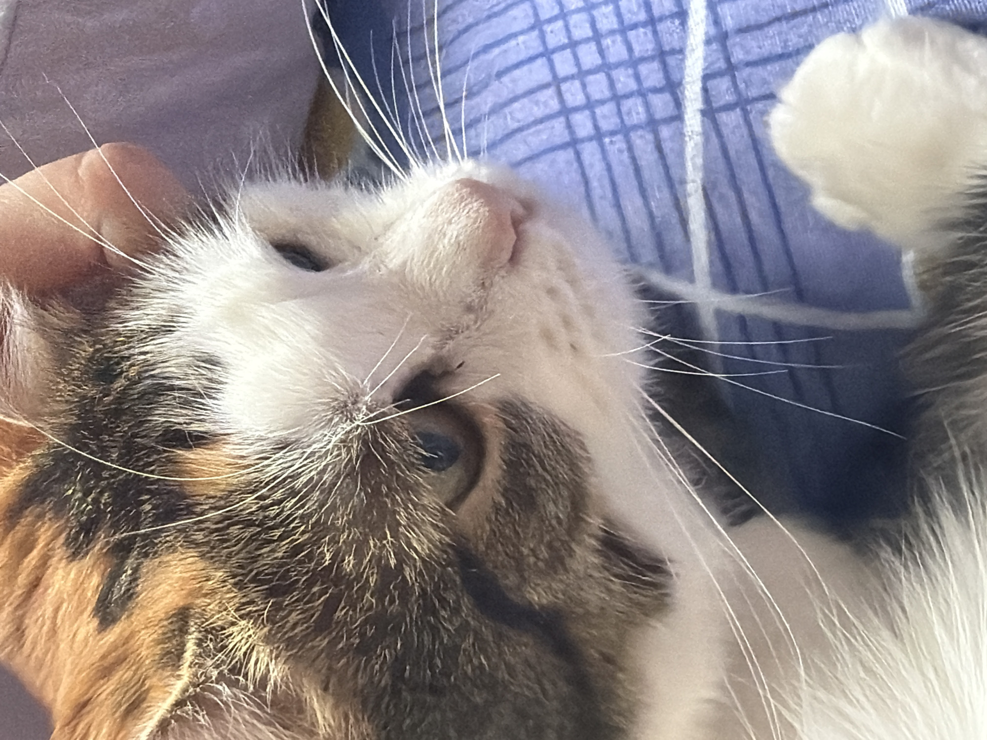 A close-up, eye-level shot captures a calico cat's face, with its fur featuring patches of white, orange, and black. The cat is lying down on a blue checkered surface, possibly a blanket or bedspread, in Колычёво, Russia. A human hand, gently resting on the cat's head, is partially visible in the upper right corner of the frame. The cat's eyes are partially closed, and its whiskers are spread wide. The lighting appears to be natural, suggesting an indoor setting during the daytime.