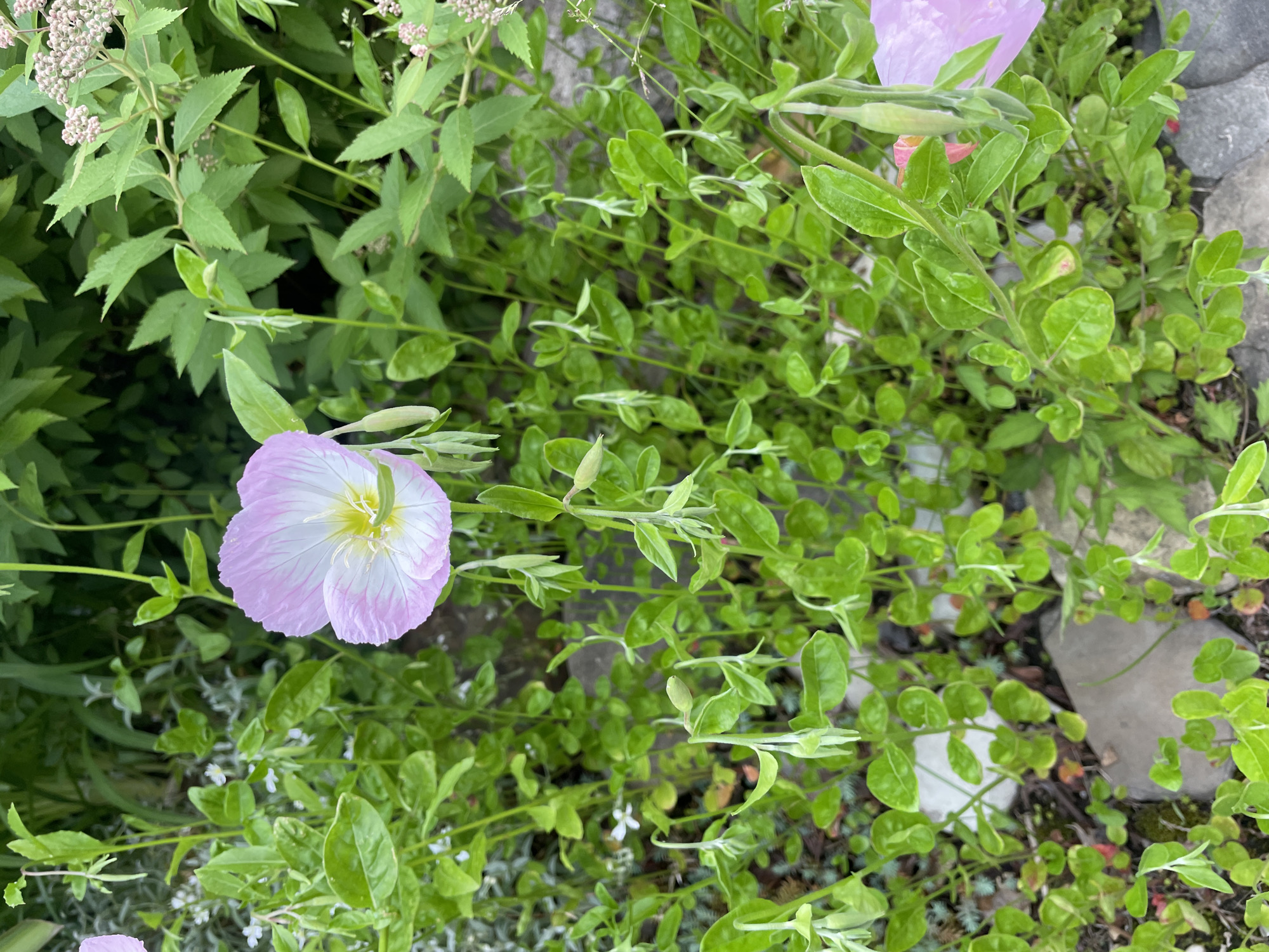 The image depicts a garden scene, possibly in Olginka, Russia, although specific location confirmation is not possible. The prominent feature is a pink and white flower, likely an Oenothera speciosa (pink evening primrose), in full bloom. It sits amidst dense greenery, consisting of various plants with different leaf shapes and textures. Some of the foliage includes small, rounded leaves, while other plants have more elongated and pointed leaves. There is also an area with tiny white flowers intermixed. Gray stones are seen scattered around, implying a rock garden element. No people or actions are visible.