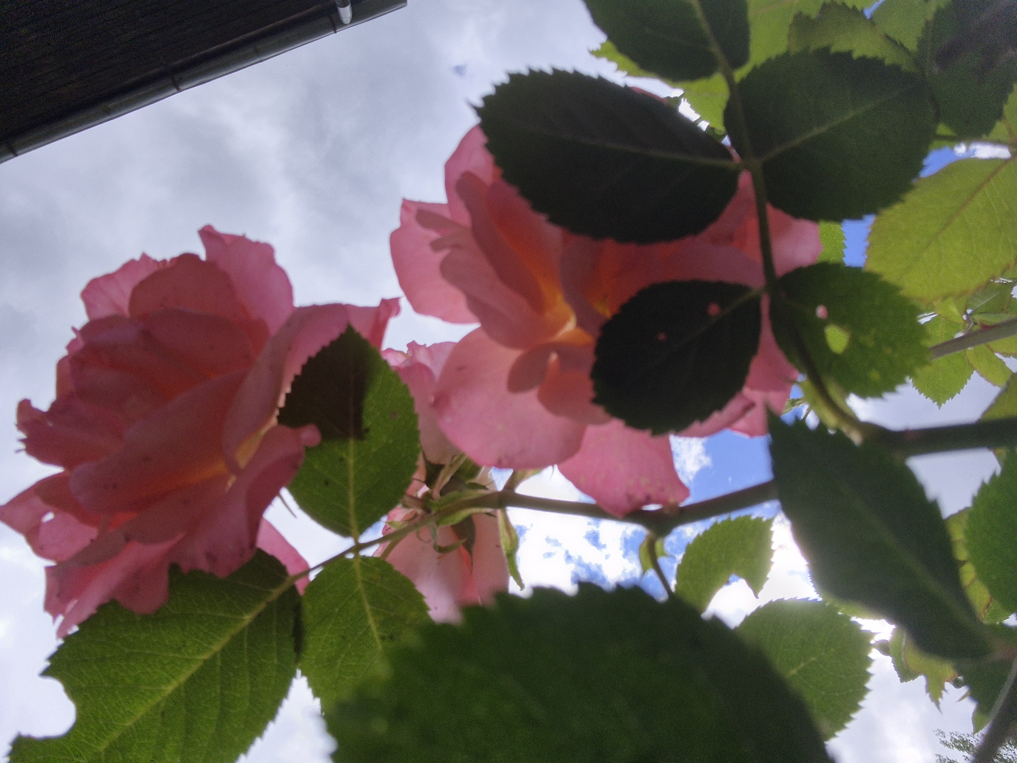 This is a low-angle, close-up, outdoor photograph of pink roses and green leaves against a partly cloudy sky. The image is taken from a perspective looking upwards through the foliage. Two distinct pink rose blooms are partially visible, with some petals appearing translucent due to the light. Dark green leaves with serrated edges are scattered throughout the frame, some obscuring parts of the flowers and the sky. Sunlight filters through the leaves, creating highlights and shadows. In the lower left corner of the image, a section of a dark, sloped roofline, possibly part of a building or gutter, is visible. The sky shows patches of blue interspersed with grey clouds. The overall impression is of a garden or natural setting. The location is identified as Ļūbaste 0001, Latvia.