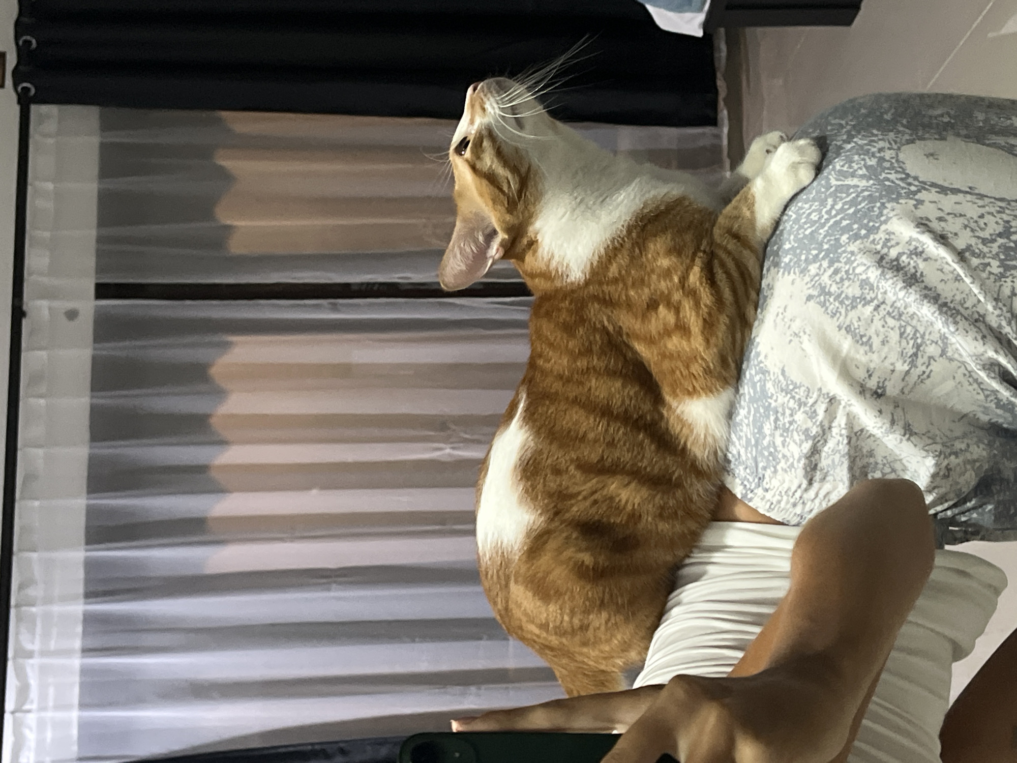 A ginger and white tabby cat is the central subject in this close-up, vertical photograph taken in an indoor setting in Kuta Selatan, Indonesia. The cat is captured from its left side, with its head tilted sharply upwards, eyes looking skyward, and its mouth slightly agape, possibly indicating a stretch, yawn, or vocalization. Its prominent white whiskers splay outwards. The cat's fur is a mix of vibrant orange and white patches, particularly on its chest and belly.
The cat appears to be clinging to a person, whose presence is partially revealed. A tanned arm, clad in a white ribbed top, is visible beneath the cat, and a hand holding a dark-colored smartphone or device is seen at the very bottom of the frame. One of the cat's paws is gripping a patterned blue-grey and white fabric, likely a pillow or bedding, positioned next to the person.
In the background, horizontal white blinds or shades cover what appears to be a window or opening, with some darker areas behind them. Above the blinds, a dark, solid curtain or roller blind is visible. The lighting is soft and subdued, suggesting an indoor evening or nighttime scene rather than bright daylight. The overall impression is an intimate and playful moment between a pet and its owner in a comfortable home environment. There is no visible text in the image.