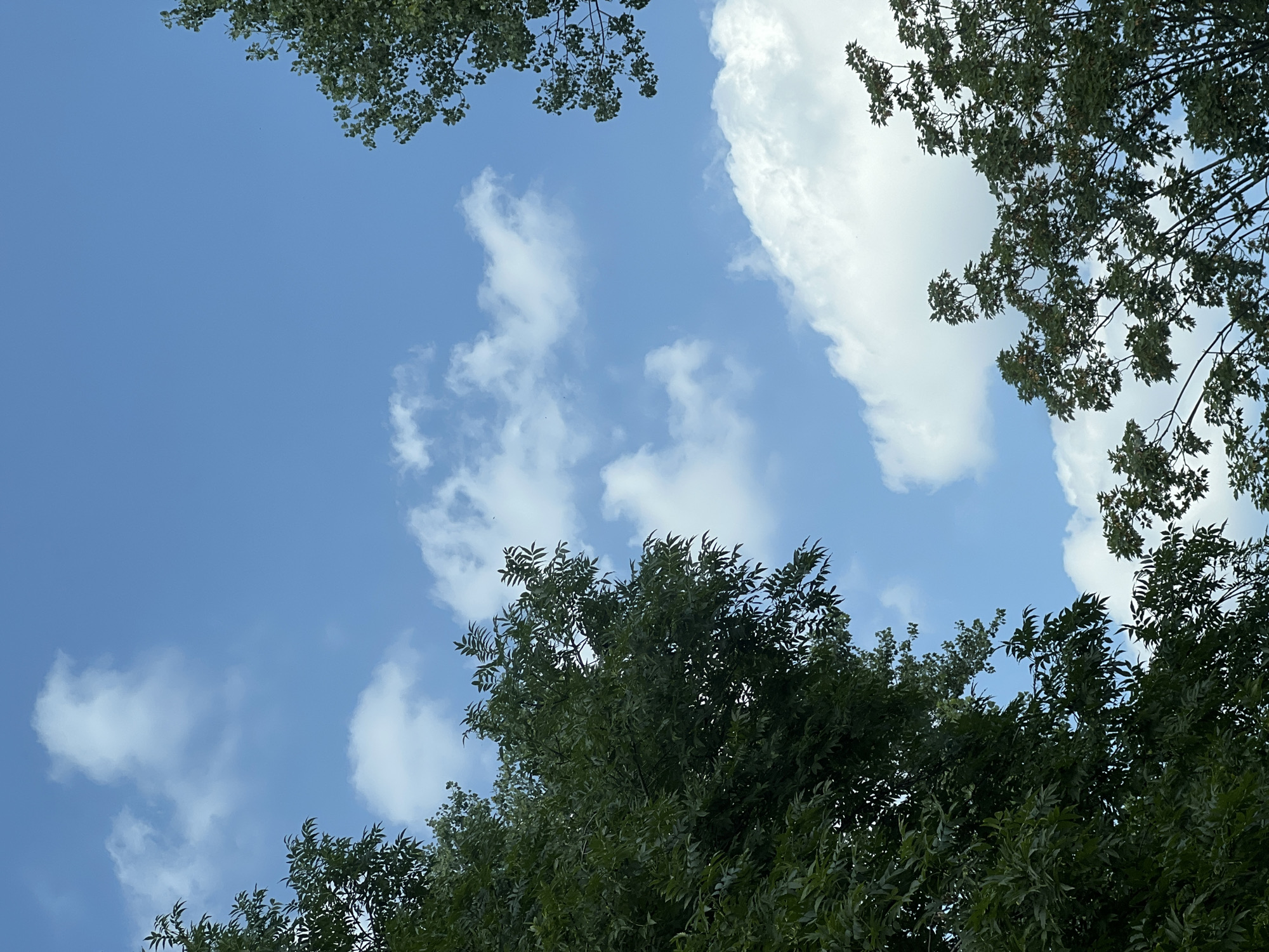 The image depicts a view looking upwards towards a blue sky with scattered white clouds, framed by the green foliage of trees on the left, right, and bottom edges. The scene is generic and does not contain specific elements that would allow for identification of a particular location within Warsaw, Poland, or any other city. There are no people, objects, or actions visible in the image. The environment is characterized by a clear sky and lush greenery, suggesting an outdoor setting, possibly a park or a residential area with mature trees.