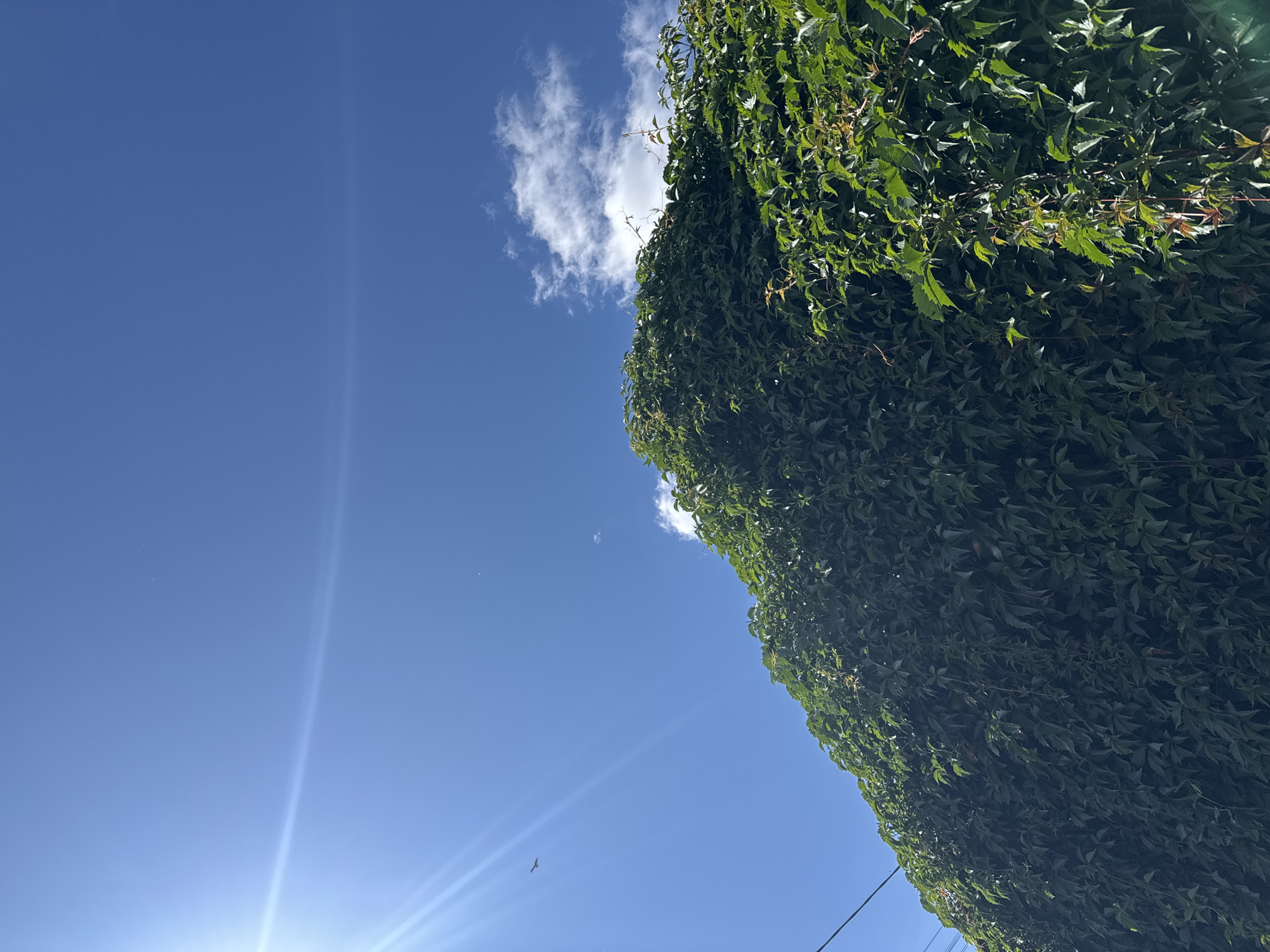 A low-angle outdoor shot captures a vibrant green wall of ivy climbing against a clear, bright blue sky. The sun flares intensely from the upper left, casting rays across the scene. A small bird is visible in flight in the upper left quadrant of the sky. A few scattered white clouds are present in the upper right. The ivy forms a dense, textured surface, with some vines hanging down. A thin black wire is visible against the sky on the far left of the image. The overall impression is one of natural growth against an expansive sky, bathed in bright sunlight.