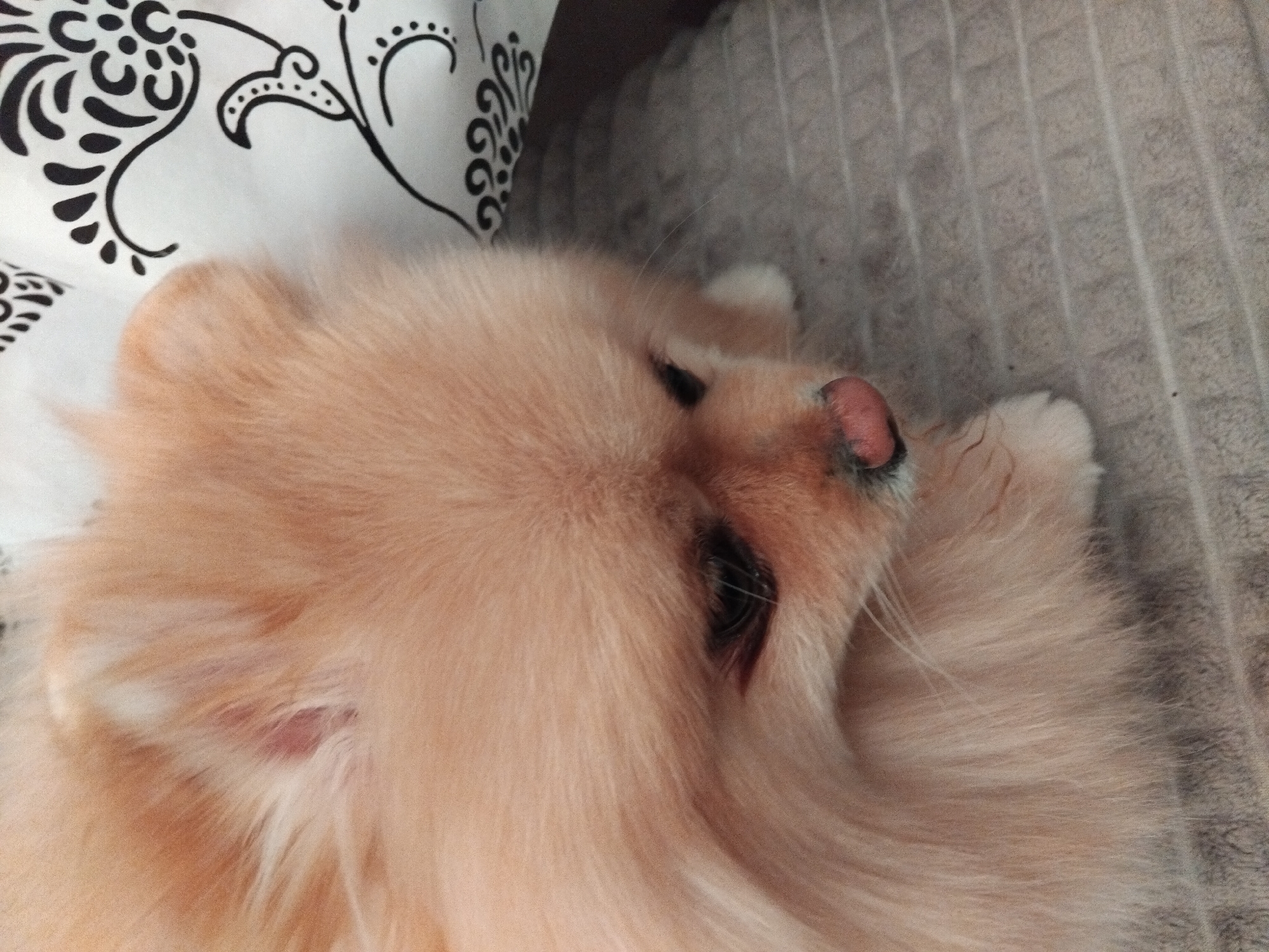 This is a close-up, eye-level, indoor, medium shot of a light orange Pomeranian dog lying down on a textured grey surface. The dog's head is angled downwards and to the right, with its eyes partially closed. Its nose is visible and appears slightly pink. The dog's fur is long and fluffy. In the background, to the right, a white fabric with a black decorative pattern is visible. The scene does not provide any information that would indicate its location in Apriltsi, Bulgaria.