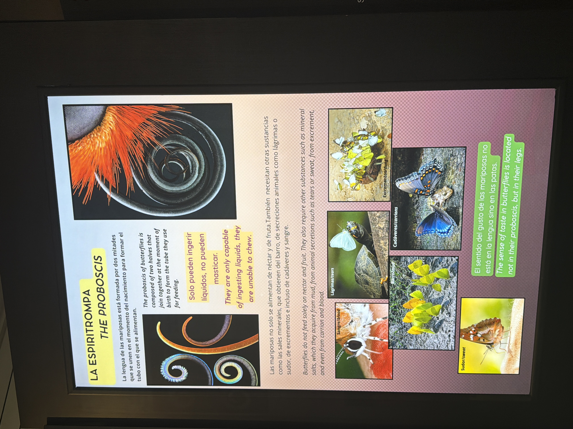 The image is a photograph of an informational display, likely from a museum or educational exhibit. The display focuses on the proboscis of butterflies, with text in both Spanish and English. The top section features a large, colorful image of a coiled proboscis and a close-up of a butterfly's eye. Below this, text explains that the proboscis is formed by two halves that join to create a tube for feeding, and that butterflies can only ingest liquids, not chew. The lower section of the display includes smaller images illustrating various feeding sources for butterflies: blood, tears, mud, dung, carrion, and sweat. The overall presentation is educational and visually engaging, with clear text and relevant imagery. There is no information visible in the image that suggests a location in Icod De Los Vinos, Spain.