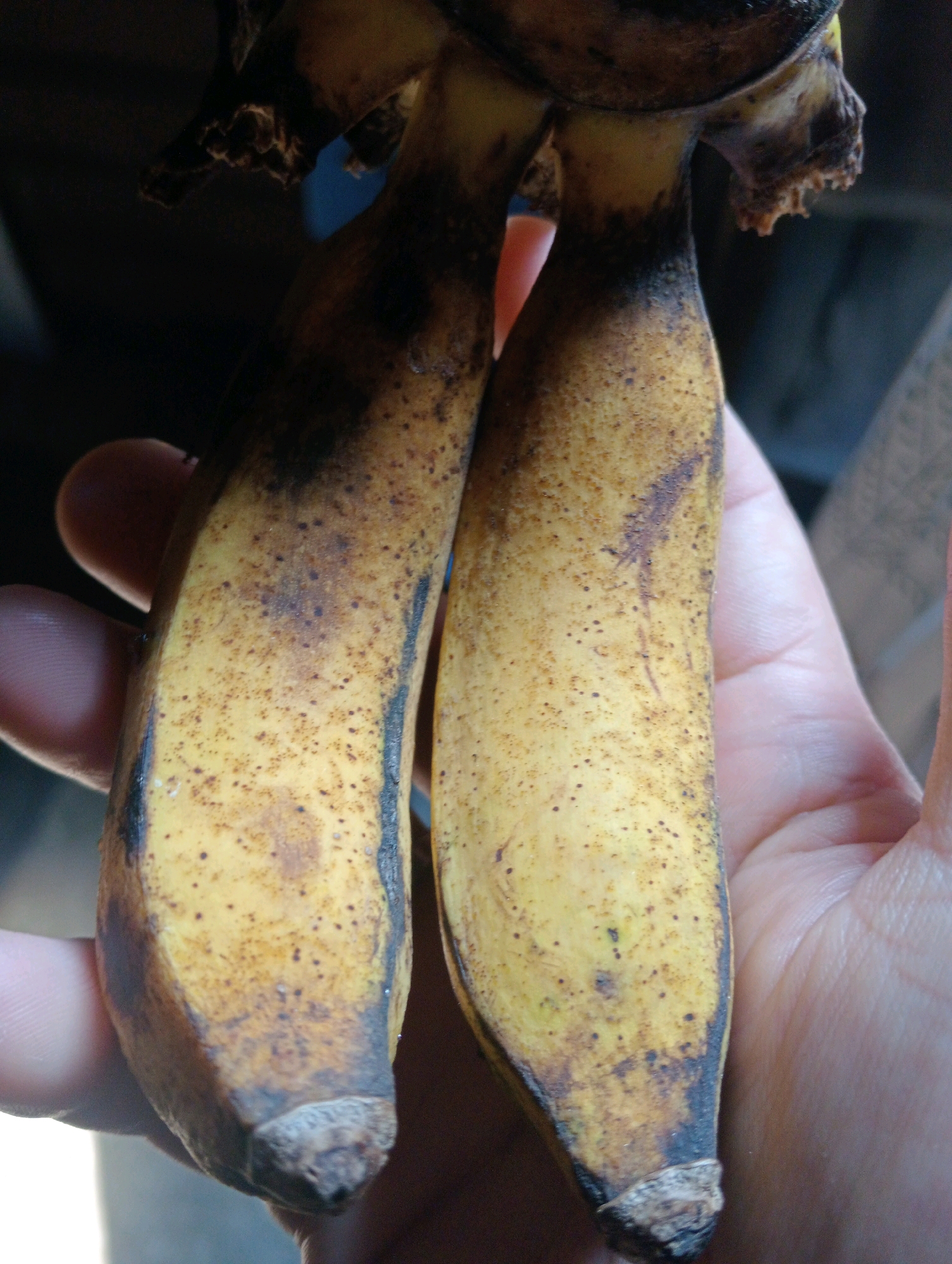 A close-up, overhead view shows a person's hand holding a bunch of two overripe bananas. The bananas are yellow with brown spots and some blackening at the stems and tips. The person's thumb and index finger are visible on the left side of the image, gently gripping the bananas. The background is dark and out of focus, with a hint of blue in the upper right corner. The scene does not provide any specific indicators of a location within the city of Samarinda, Indonesia.