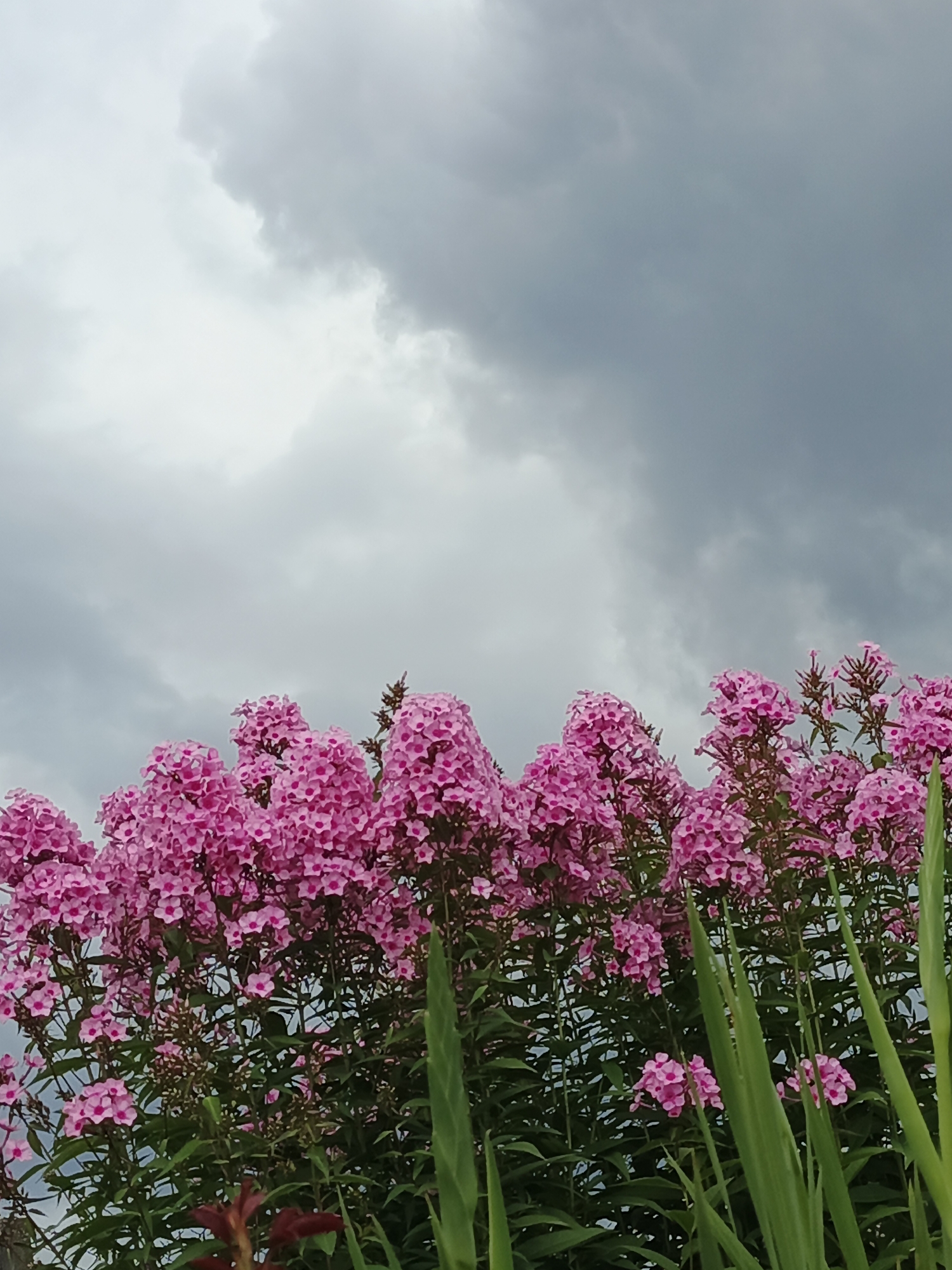 The image shows a cluster of bright pink phlox flowers in bloom, set against a backdrop of a cloudy, overcast sky. The flowers are dense and form a bushy arrangement that occupies the lower half of the frame. Green foliage and stems are visible among the blossoms. The sky above is a uniform grey, with patches of lighter and darker clouds suggesting impending or recent rain. No people or specific structures are visible that would indicate a location within the city of Medvedyovka, Russia. The scene appears to be an outdoor natural setting.