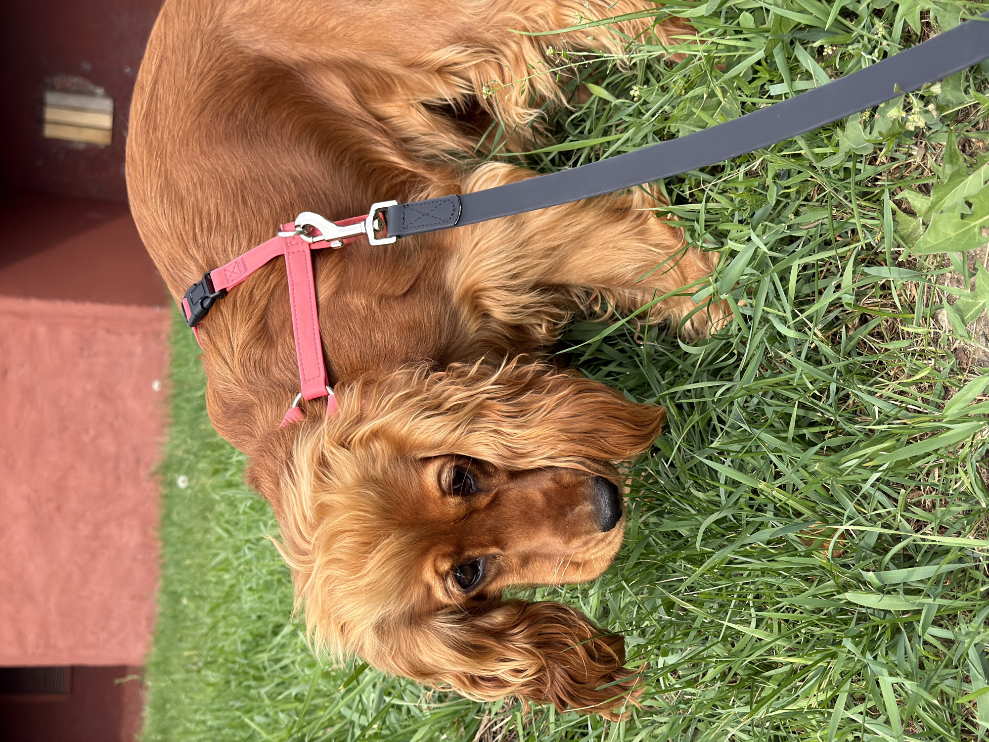 A medium shot shows a golden retriever dog on a grassy area with a red building in the background. The dog is wearing a pink harness with a leash attached. The dog's head is bowed, and its eyes are looking down. The grass is green and appears to be well-maintained. The building is a plain red structure with a window. The scene appears to be outdoors in a park or yard.