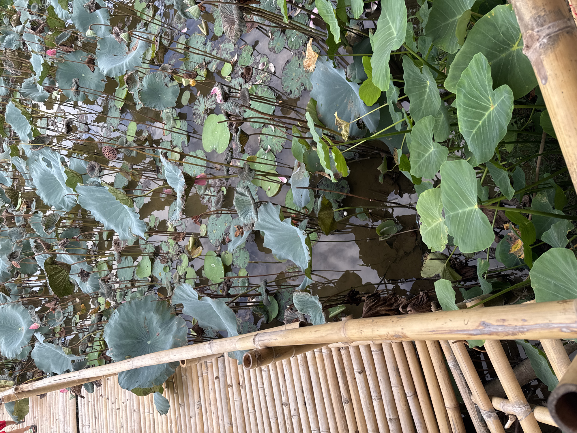A bamboo walkway borders a pond filled with lotus plants in a naturalistic setting, likely in Đà Nẵng, Vietnam. The walkway, constructed from rough, light-brown bamboo poles, runs diagonally from the lower left to the upper left of the frame. The pond is densely populated with large, round, bluish-green lotus leaves, many of which are submerged or floating on the water's surface. Several lotus flowers, in various stages of bloom, are visible, some a soft pink and others closed buds. Dried seed pods, remnants of past blooms, are also scattered amongst the foliage. The water appears murky brown and reflects the sky, creating an impressionistic texture. Interspersed with the lotus are broader, deep green leaves, possibly of another aquatic plant, in the foreground. The scene conveys a sense of lush, wild vegetation and a rustic, organic architectural element.