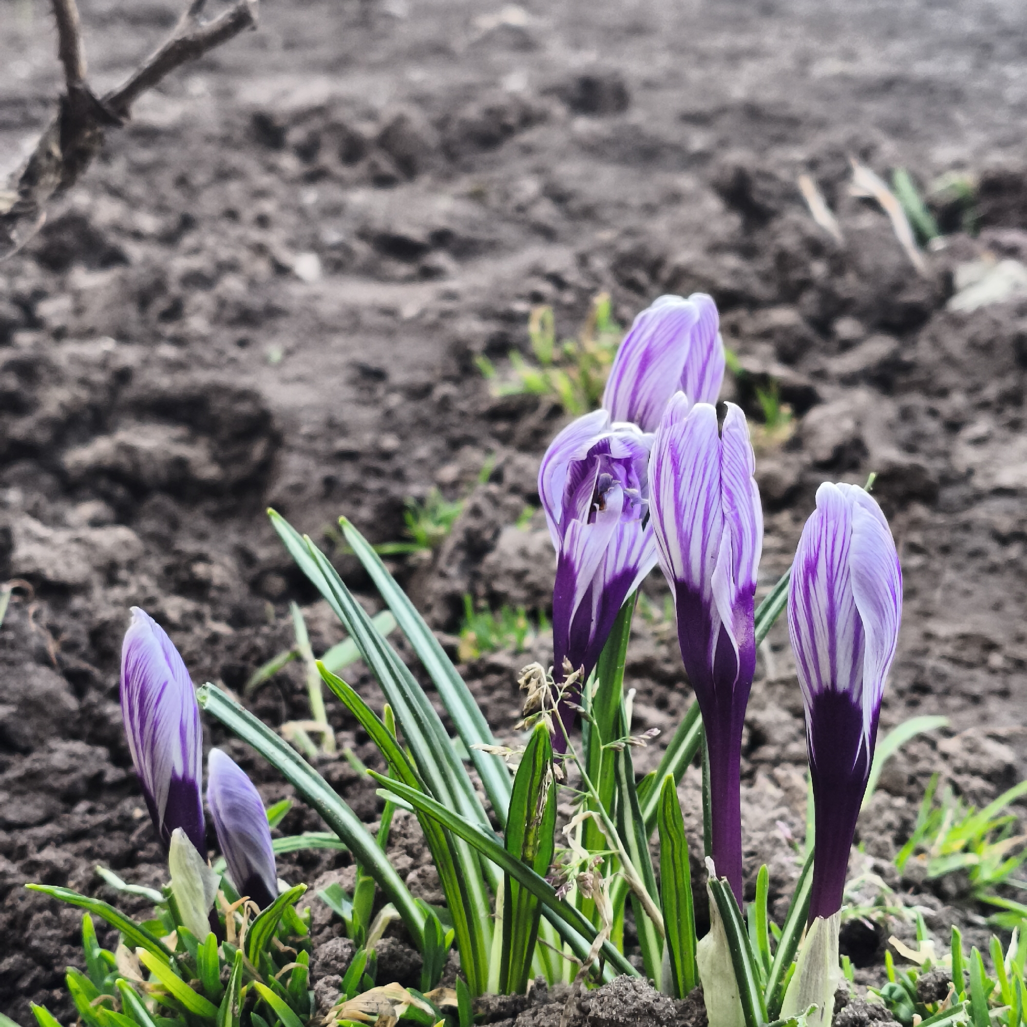 The image captures a close-up of several crocus flowers emerging from dark, tilled soil, indicative of early spring. The main subjects are five or six crocus buds, predominantly purple with distinct white stripes, resembling varieties such as 'Pickwick'. Most of the flowers are still closed or partially unfurled, showcasing their delicate vertical striping.
Surrounding the flower buds are vibrant green, sword-like leaves typical of crocuses, some appearing to have white or lighter green stripes down their centers. A few strands of dried grass or weeds are also visible among the green foliage. The soil is dark brown or greyish-brown, appearing somewhat damp and textured, suggesting recently tilled or bare ground. In the upper left background, a blurry, bare tree branch or thick twig is visible, further emphasizing the early spring season before deciduous trees fully leaf out.
No specific activity is depicted, beyond the natural event of the crocuses blooming. The lighting appears soft and diffused, suggesting an overcast day or early morning/late afternoon, without harsh shadows. The overall mood conveyed is one of renewal, growth, and the arrival of spring. The flowers are in sharp focus, while the background and some foreground elements are softly blurred, creating a pleasant depth of field. There is no visible text in the image. The scene is set in what appears to be a garden or natural area in Chaikovsky, Russia.