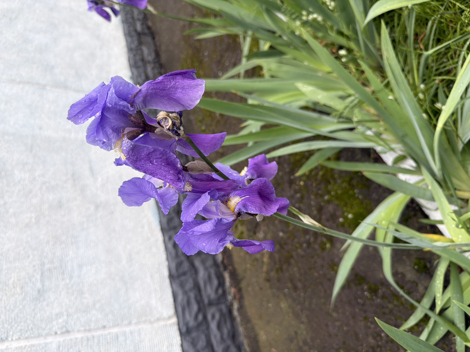 The image displays a close-up, vertical shot of vibrant purple iris flowers adorned with small water droplets, suggesting recent rain or dew. Several iris blooms are clustered together on a single stem, with their intricate petals and characteristic yellow and brown markings at the center clearly visible. Some of the older, dried parts of the flower structure are also noticeable.
The flowers are set against a dual background. To the left, a light grey, somewhat textured surface, likely concrete or pavement, occupies a significant portion of the frame. This surface appears dry and has some subtle variations in tone. To the right and behind the flowers, lush green foliage with long, sword-like leaves extends across the upper and right side of the image. These leaves also show tiny water droplets. Below the foliage and partially obscured by the flowers, a dark, moist ground or soil is visible, which appears to be a natural earthy surface. A dark, brick-like border or edge separates the concrete from this ground.
The scene captures a peaceful outdoor moment, likely during the daytime, focusing on the natural beauty of the irises after a refreshing rainfall. There is no visible text in the image.