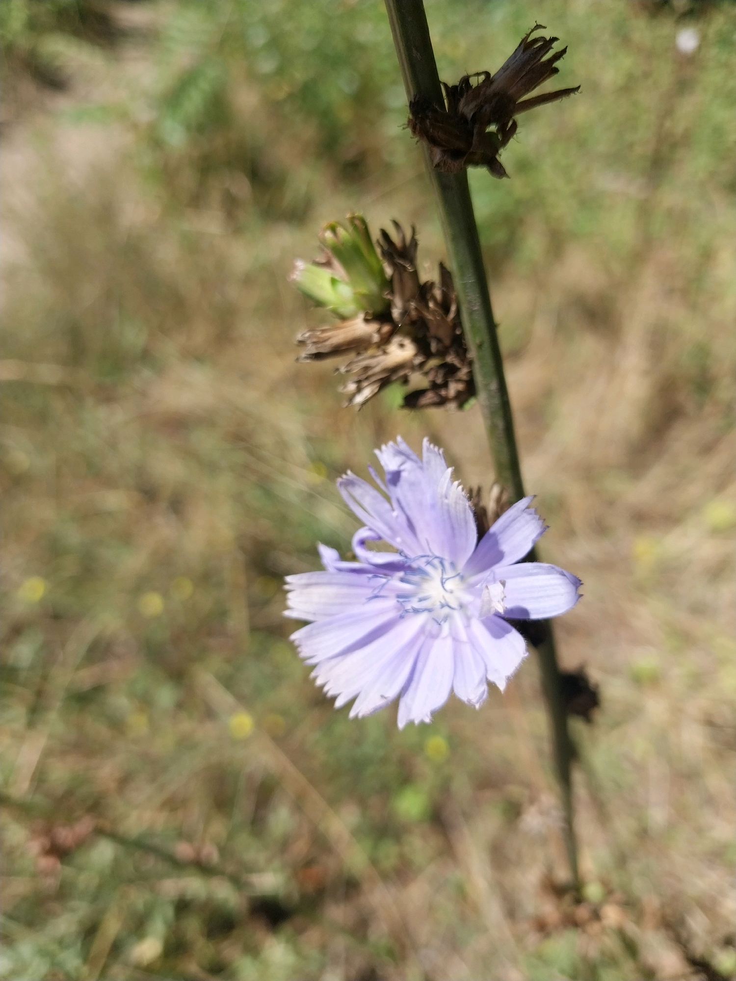 A single, pale purple chicory flower, with delicate, serrated petals, is in focus in the lower right quadrant of the image. The flower is attached to a thin, vertical green stem that runs through the center of the frame. Above the flower, along the stem, are several dried, brown, bud-like structures. The background is blurred, with tones of green and brown suggesting a natural, outdoor environment. The overall impression is a close-up of a wildflower in a field or meadow, likely in a park or natural area within the city of Dnipro, Ukraine.