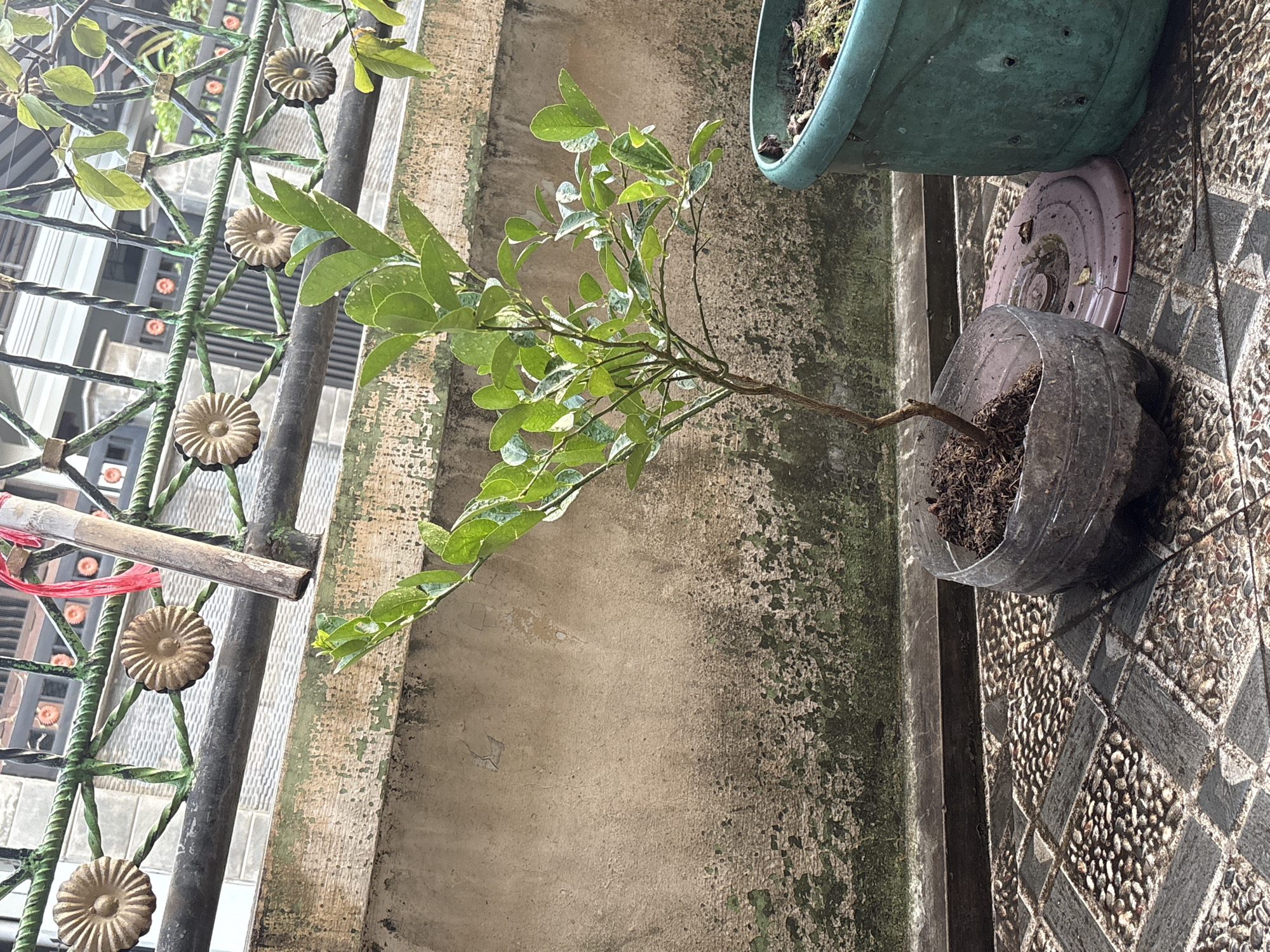 A young citrus plant, likely a calamansi or lime, is potted in a repurposed plastic bottle with soil. The plant has green leaves and a thin brown stem. It sits on a tiled patio with a pebble pattern. To the right of the plant, a green plastic pot with soil is visible. In the background, a textured concrete wall with patches of green algae or moss forms the lower portion. Above the wall is a decorative metal fence with green paint and golden flower-like embellishments. A thin wooden pole is leaning against the fence, and a red ribbon is tied to it. The scene appears to be an outdoor setting, possibly a backyard or balcony, in Palimanan, Indonesia, judging by the architectural style and materials.