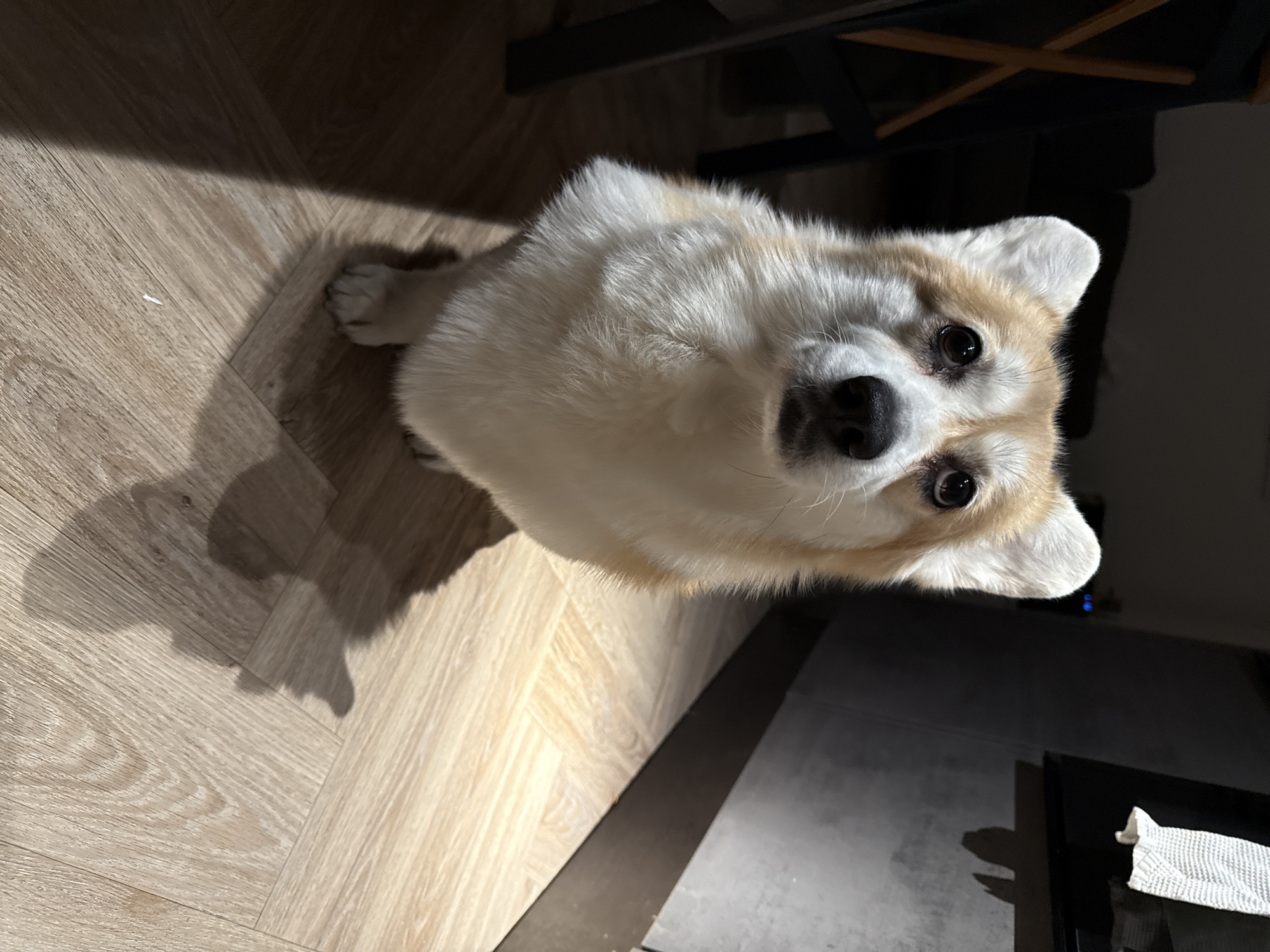 A corgi dog is looking upwards at the camera. The dog is white and tan. It is standing on a light wood floor next to what looks like a black table. The photo is likely taken indoors. There is nothing in the image to indicate that it is in Krasnoyarsk, Russia.