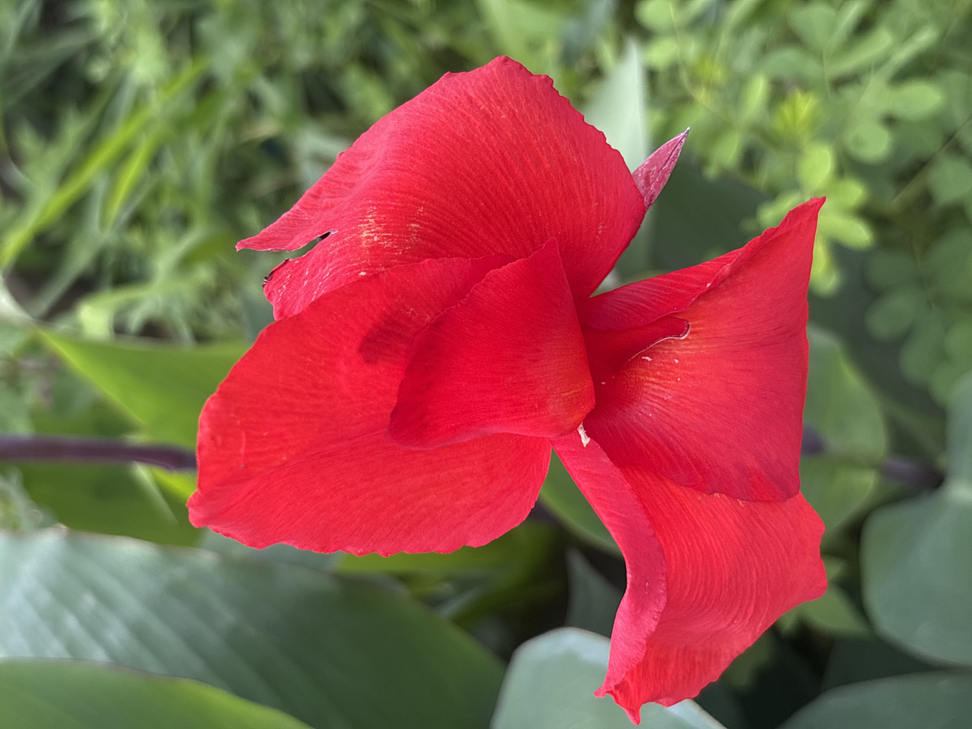 A close-up, eye-level, outdoor shot features a vibrant red Canna Lily flower in full bloom. The flower's petals are a deep scarlet, with some showing a slightly ruffled texture and subtle veins. The lighting appears natural, suggesting it was taken during daylight hours. The background is softly blurred, dominated by lush green foliage, indicating a garden or natural setting. The exact location within Jos, Nigeria is not discernible from the image itself, but the presence of such flora suggests a warm, possibly tropical or subtropical climate conducive to its growth. There are no people or animals visible in the frame.