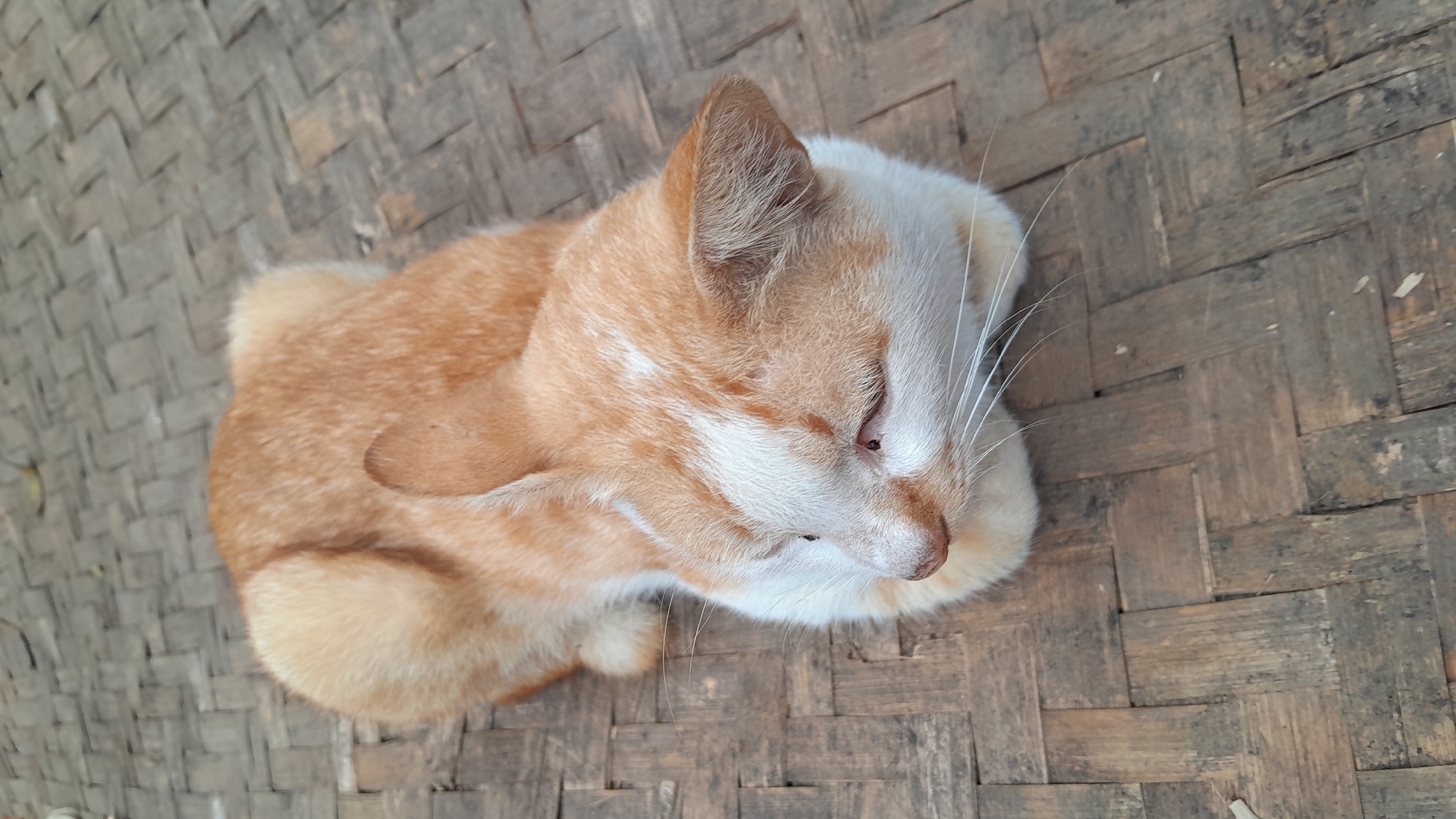 A ginger and white cat is resting on a woven bamboo mat. The cat is curled up, with its head turned to the side, and its eyes are partially closed. The background is a blurred out woven bamboo mat. The scene is outdoors, and the lighting suggests it is daytime. The cat appears to be in a relaxed state. It is difficult to determine the exact location in Sumedang, Indonesia from the image alone.