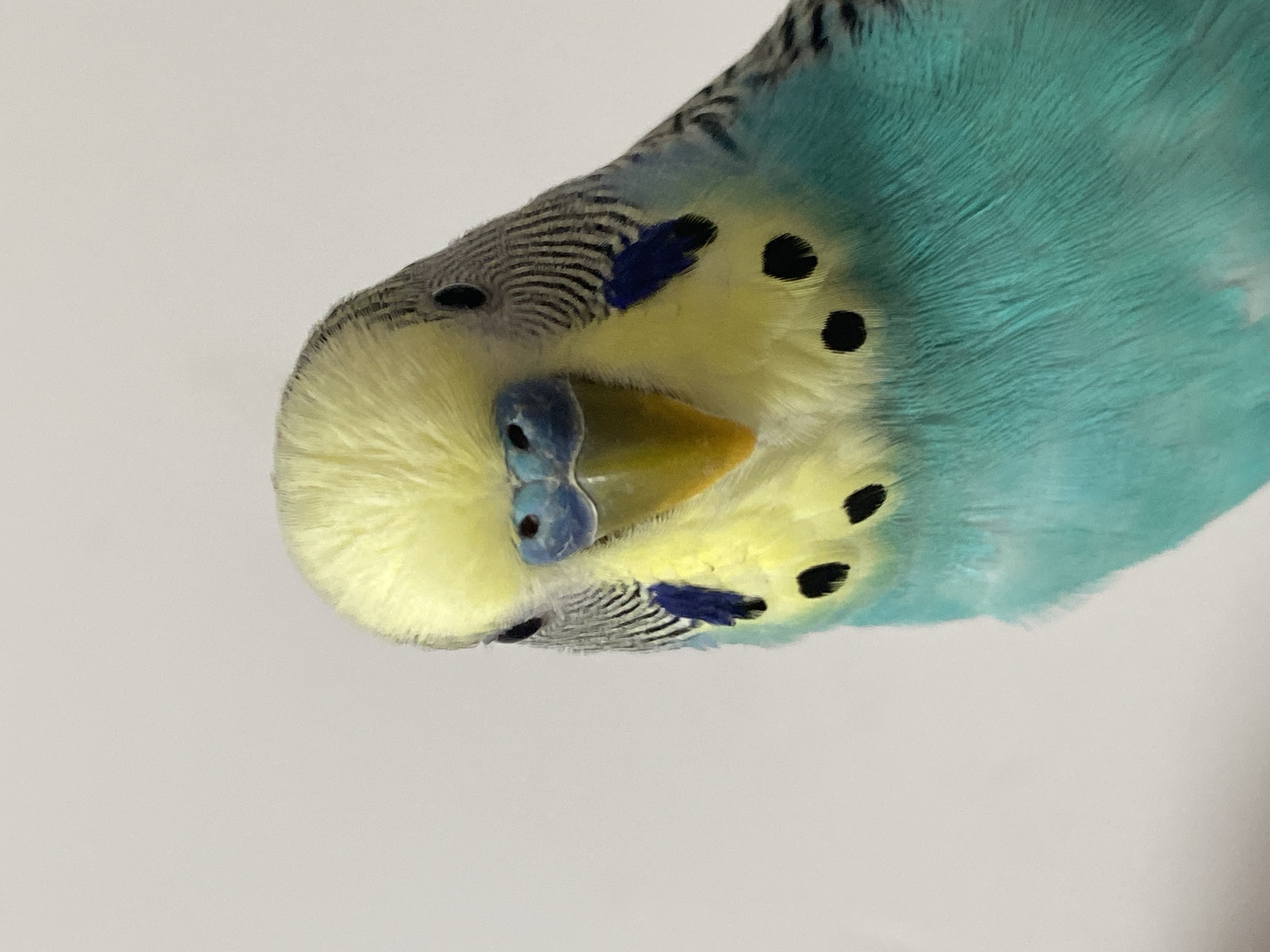 A close-up photograph shows a budgerigar (parakeet) bird. The bird's head is primarily yellow with black markings on its cheeks, a blue cere, and a yellowish beak. Its body is blue. The background is a plain, light color. The bird is the sole subject of the image and appears indoors, possibly a pet in a home.