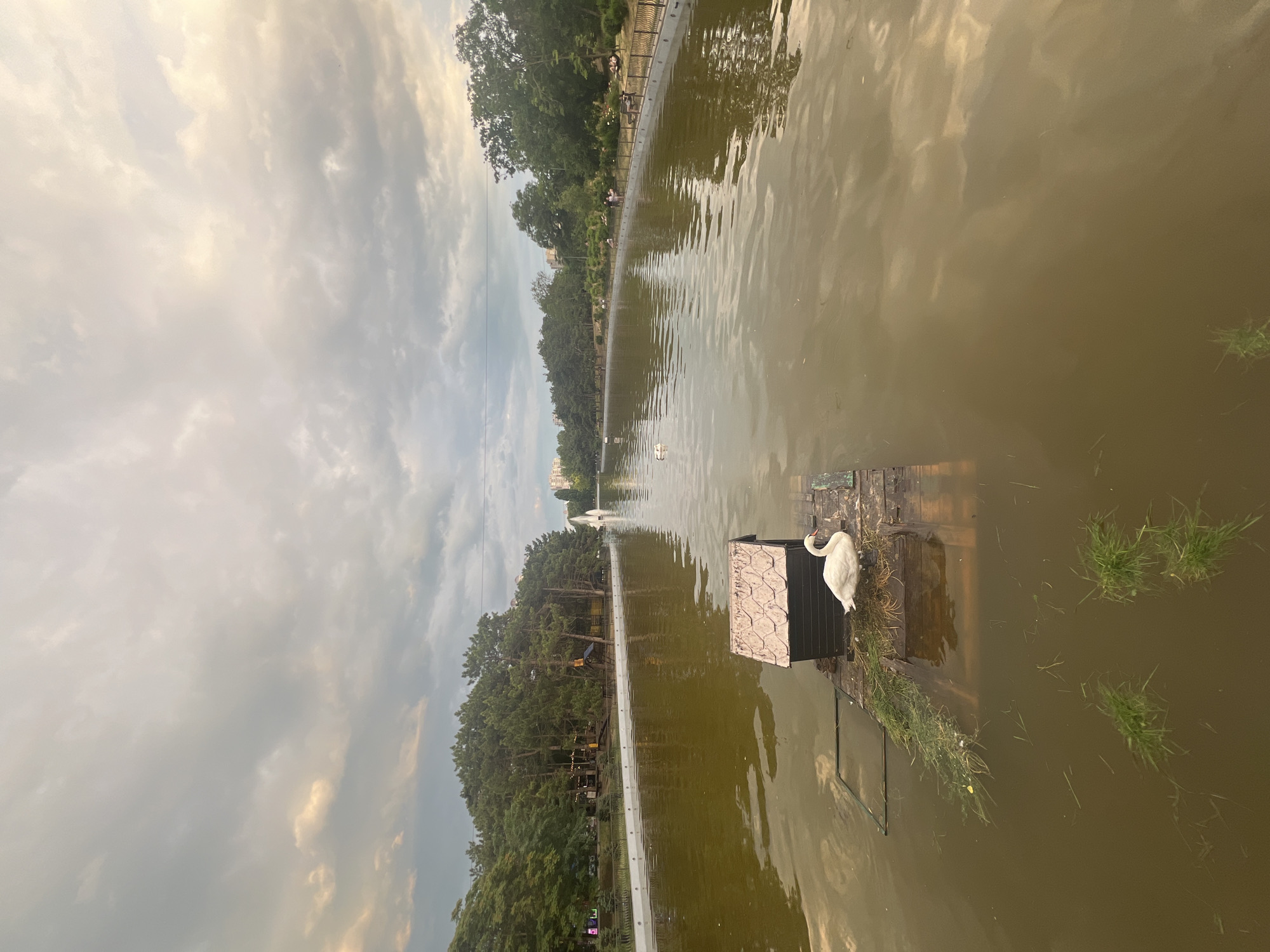 The image, taken in Odesa, Ukraine, depicts a serene pond scene under a cloudy sky. The water is a murky brown, reflecting the overcast conditions. On the right side of the frame, a white swan stands on a wooden platform. The platform has a small, decorative structure resembling a house on it, with a patterned roof and dark walls. Grass is growing on the edges of the platform and in small patches in the water.
The pond is lined with a walkway and a decorative fence. Beyond the walkway, a dense line of trees forms a backdrop. In the distance, several buildings are visible, along with a fountain spraying water. The overall atmosphere is calm and tranquil, suggesting a peaceful afternoon. The time of day appears to be late afternoon or early evening, given the soft lighting. No text is visible in the image.