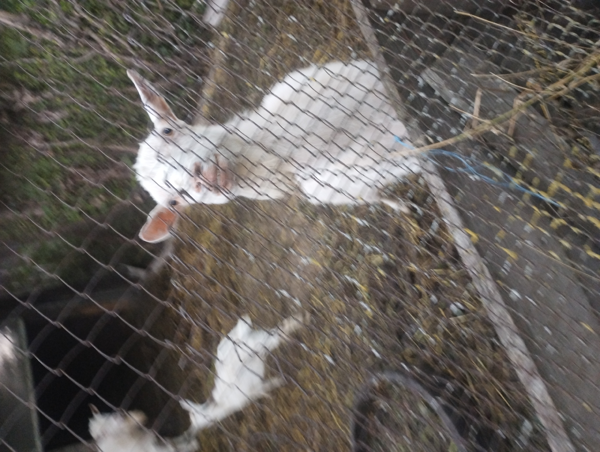A white goat stands behind a wire fence, looking towards the camera. The goat has pointed ears and is looking slightly upwards. Its mouth is open, revealing its teeth. The goat is in an enclosure with dry grass and straw on the ground. The background is blurred, showing trees and foliage. The image appears to have been taken in an outdoor setting. No specific location in the city of Bilany, Ukraine is identifiable from the image.